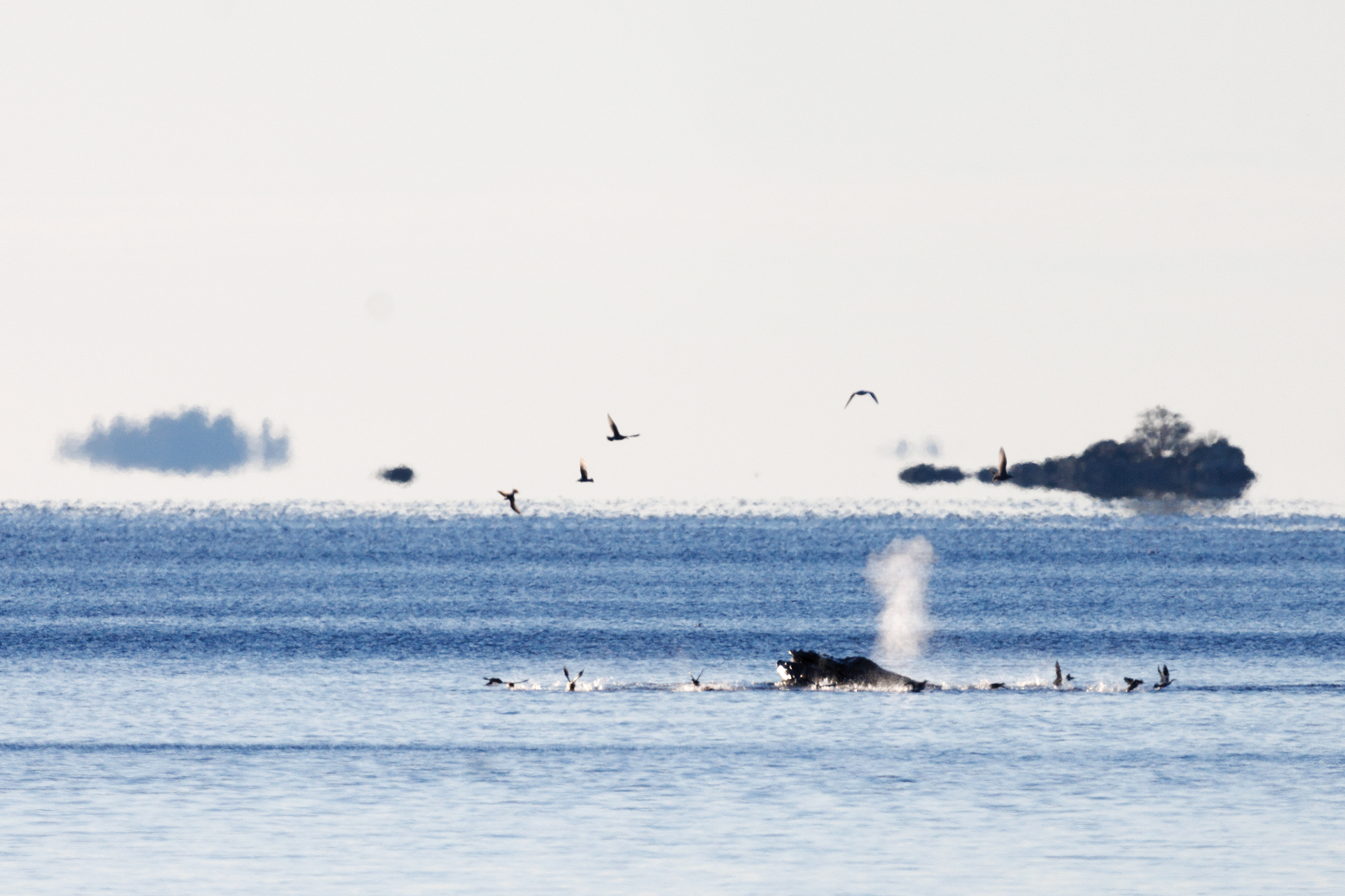025Whale CMYK