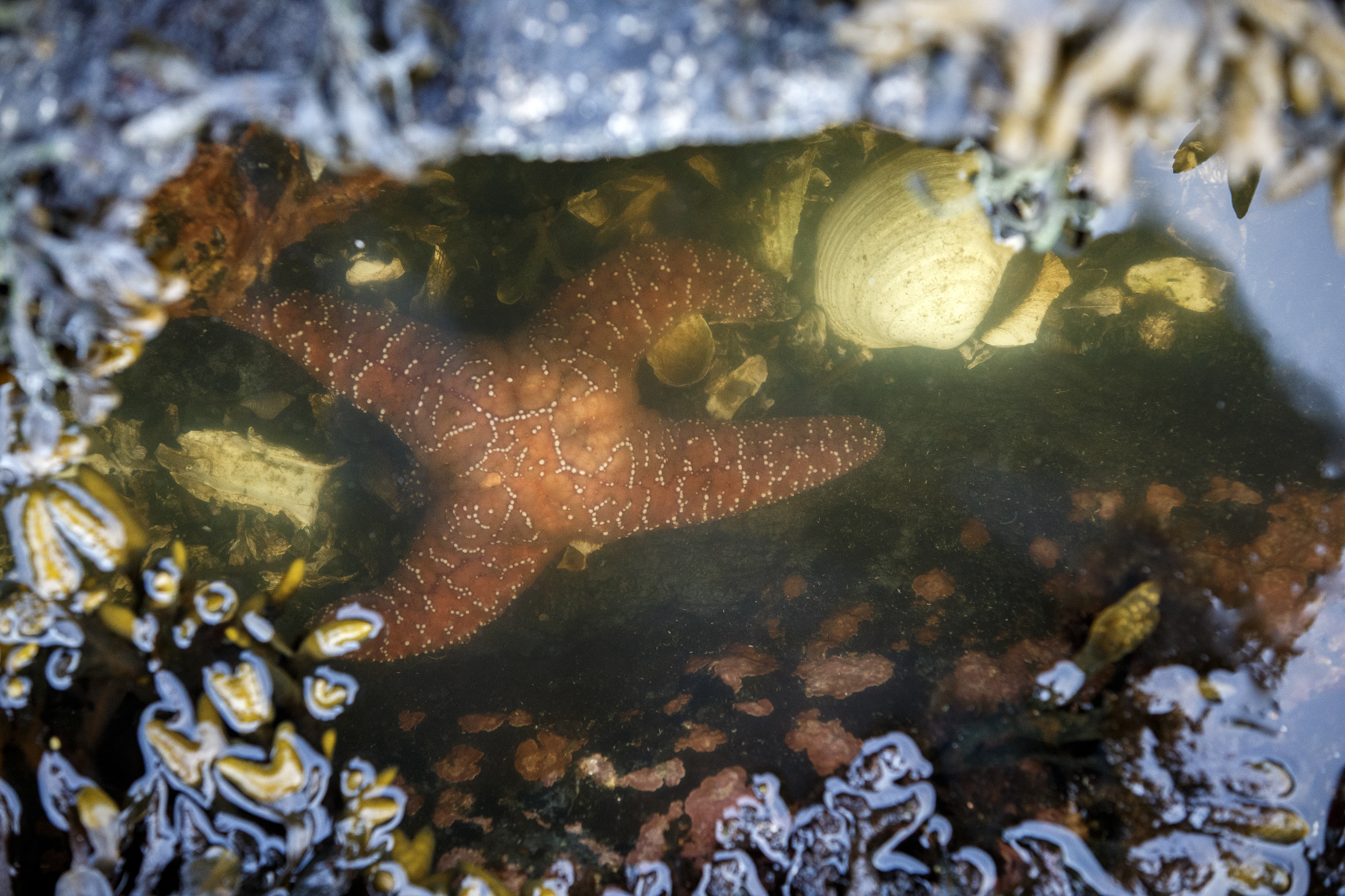 2023 04 02 Starfish
