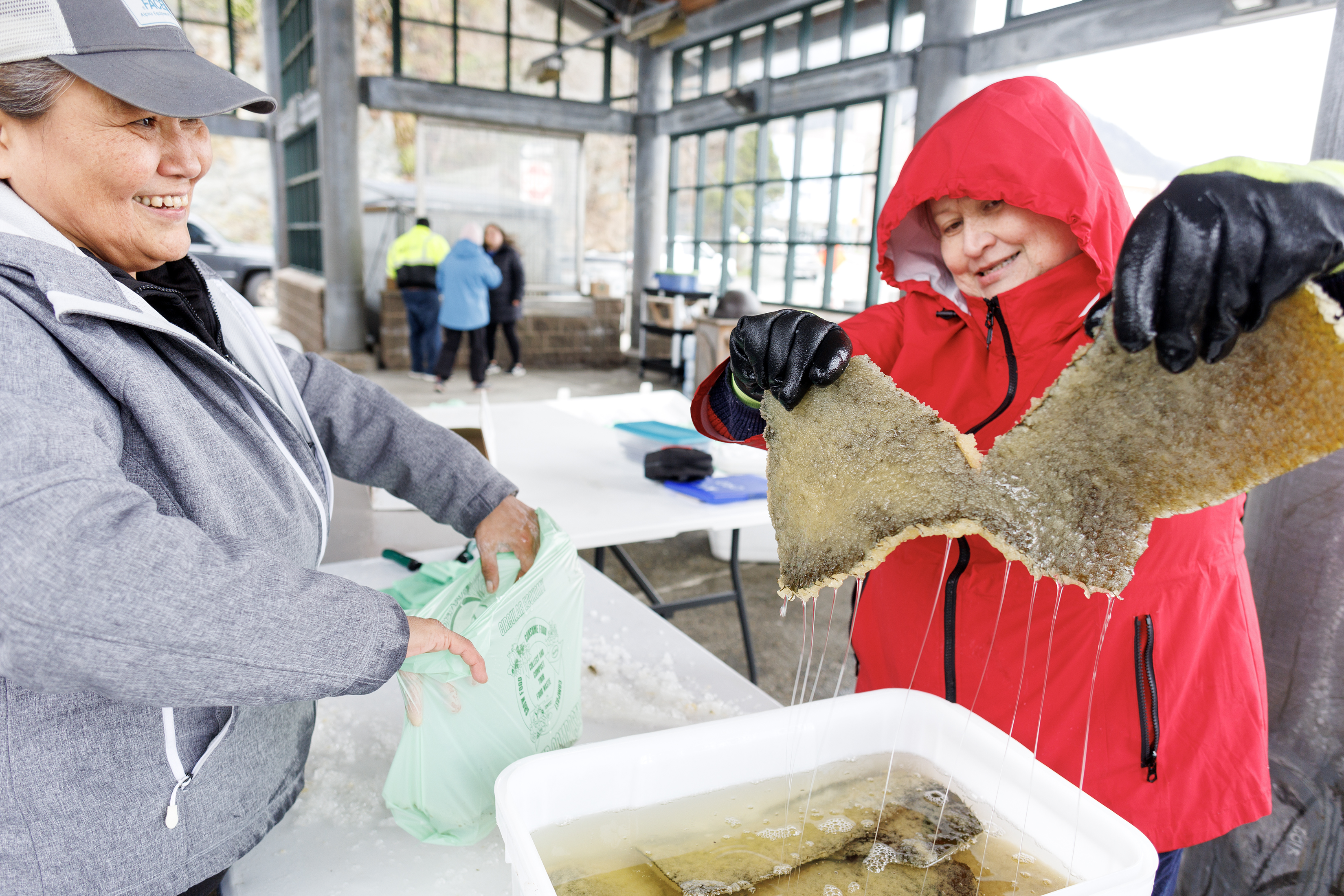 2023 04 12 KIC Herring Egg Distribution 2