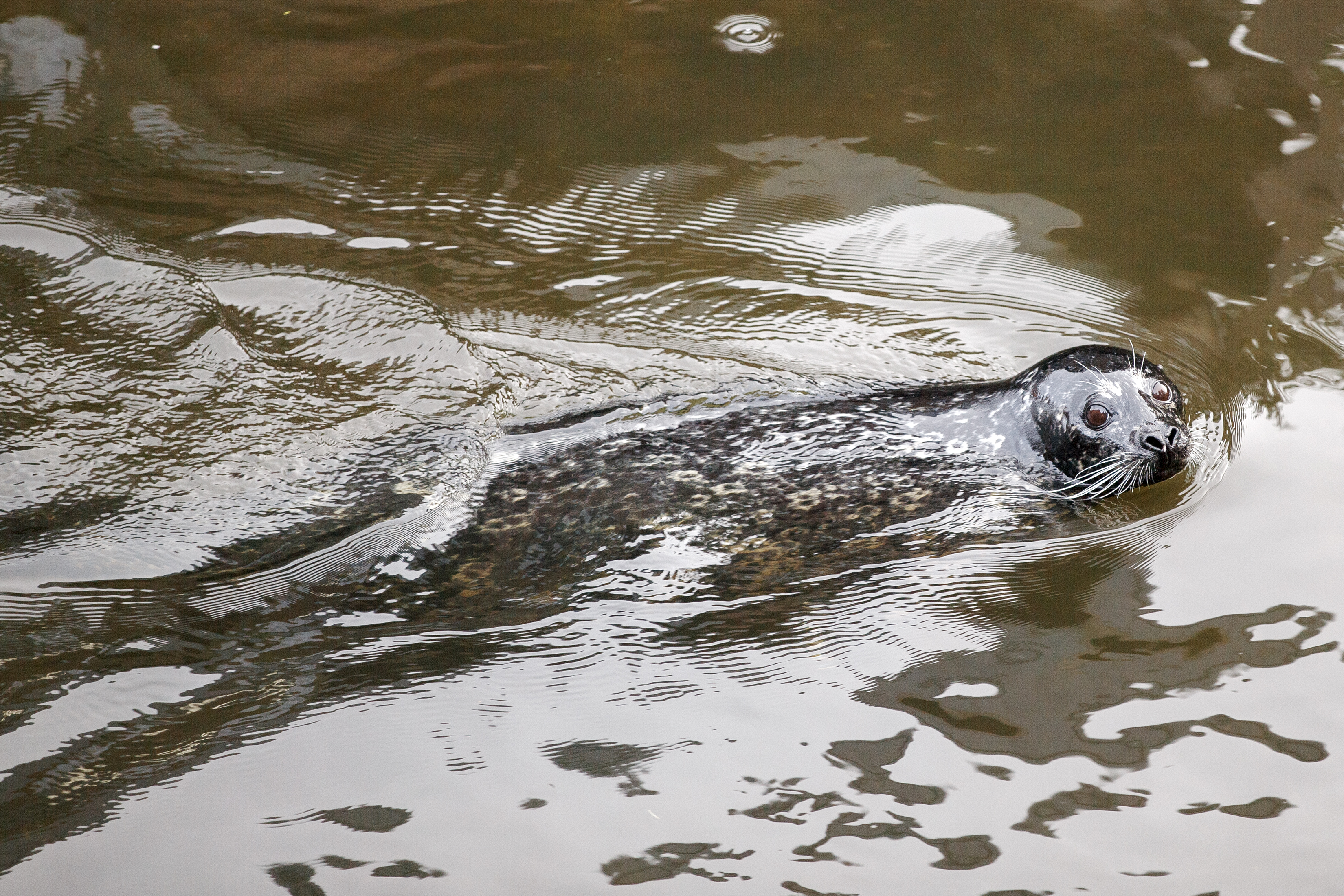 2023 04 13 Harbor Seal