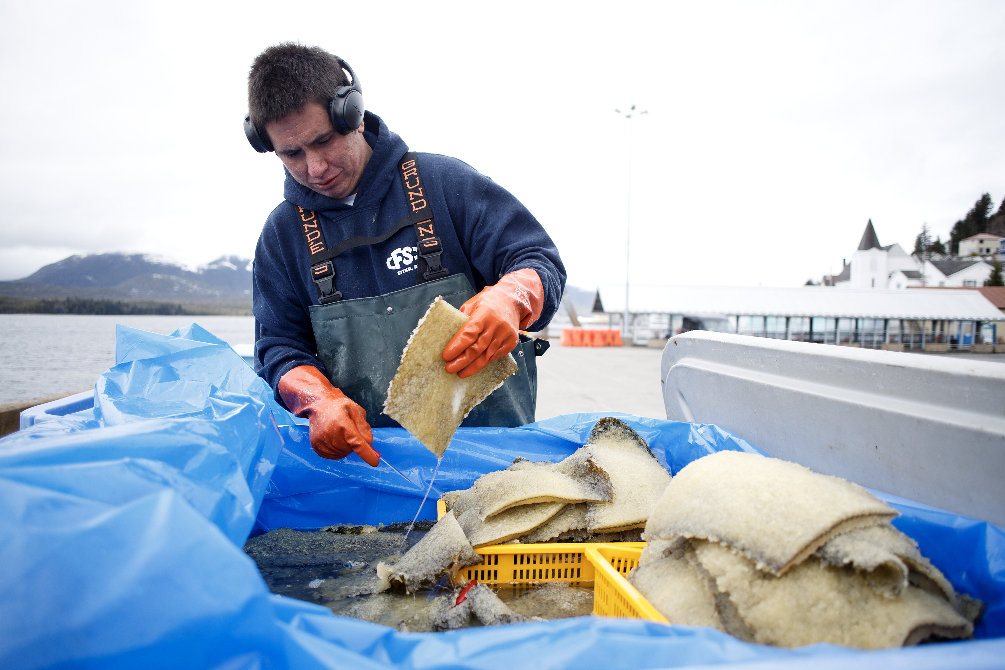 2023 04 14 Herring Eggs For Sale
