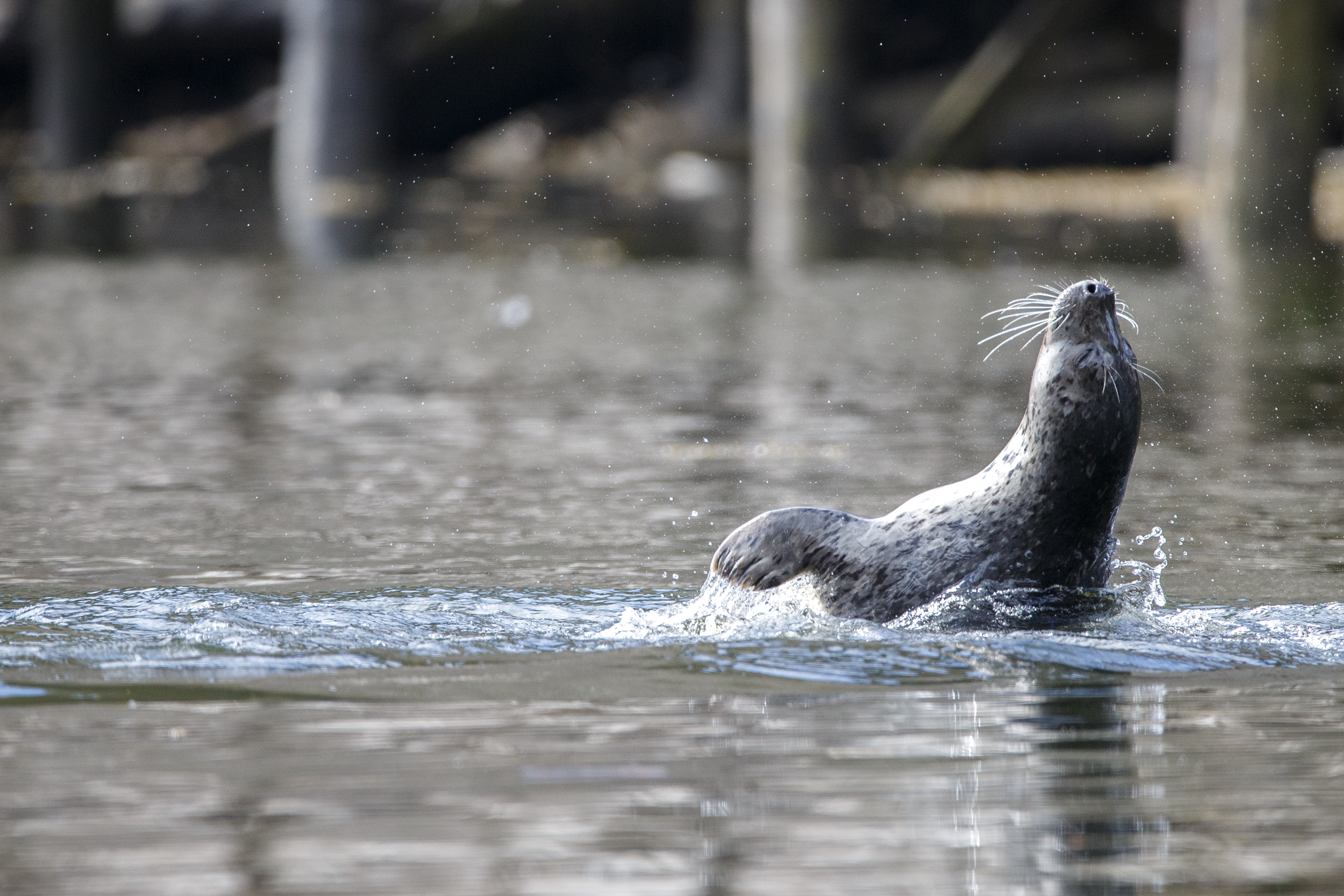 2023 04 17 Seal Leaping