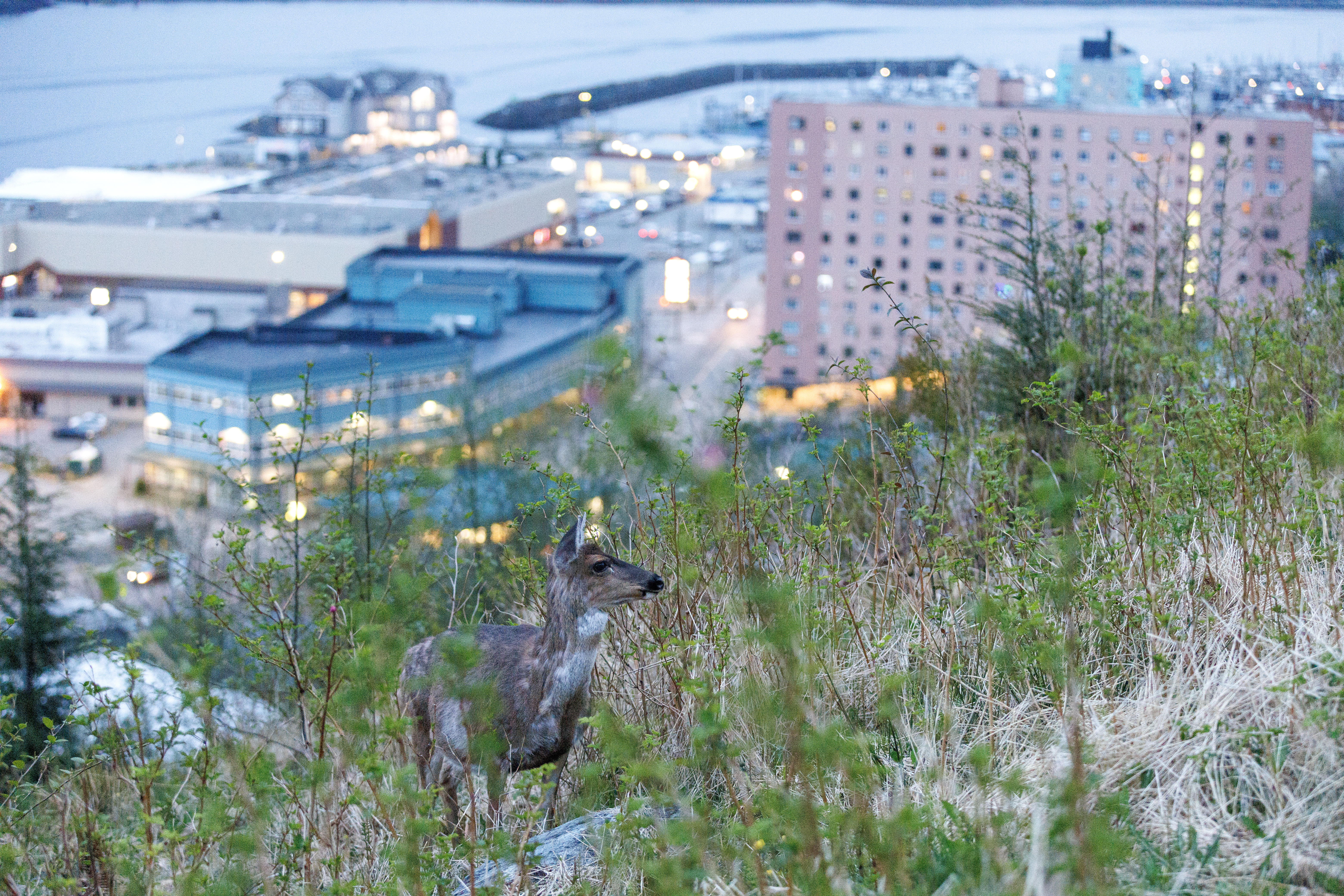2023 05 07 City Deer