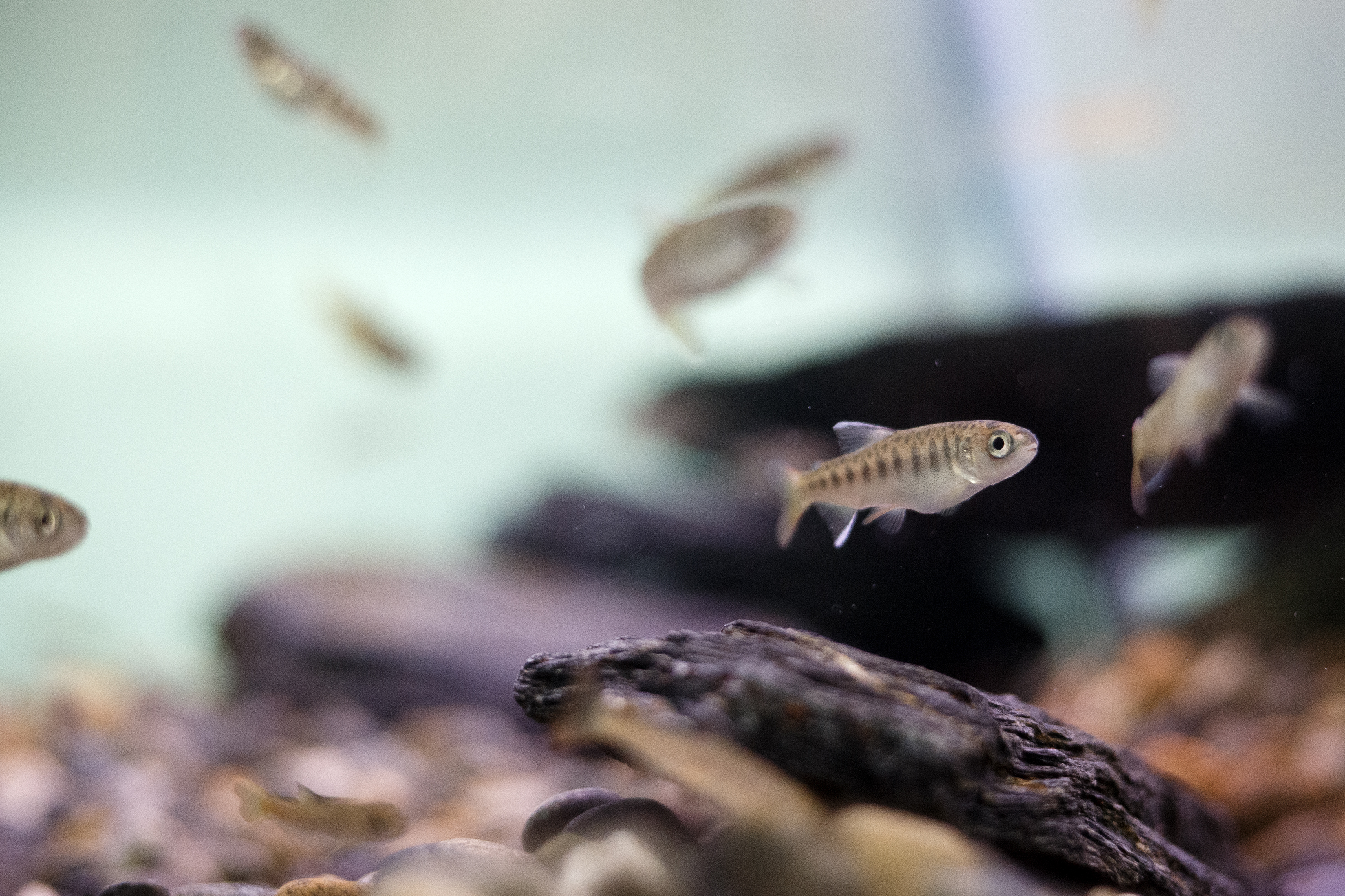2023 05 15 Point Higgins Salmon Fry 2