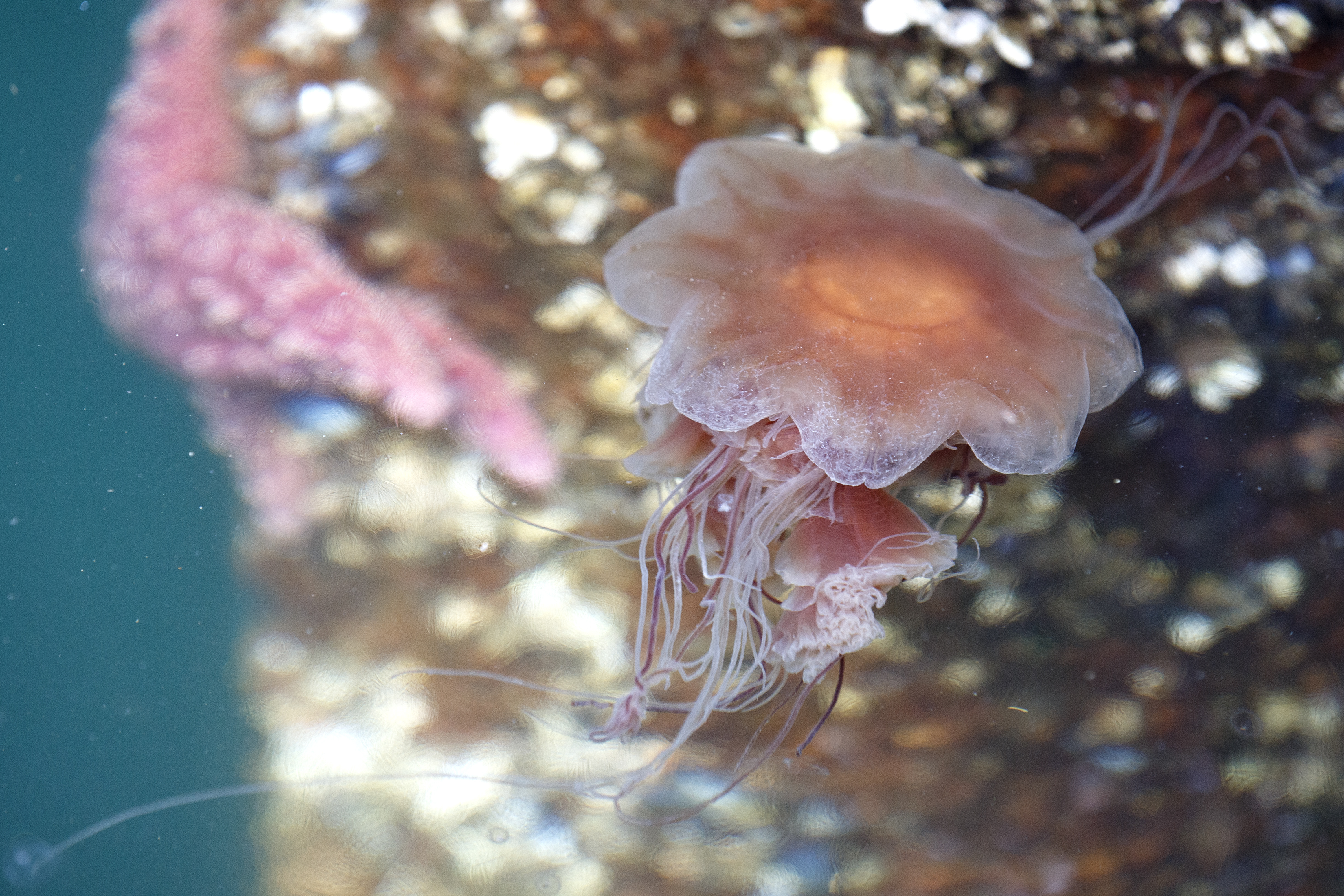 2023 05 31 Jellyfish