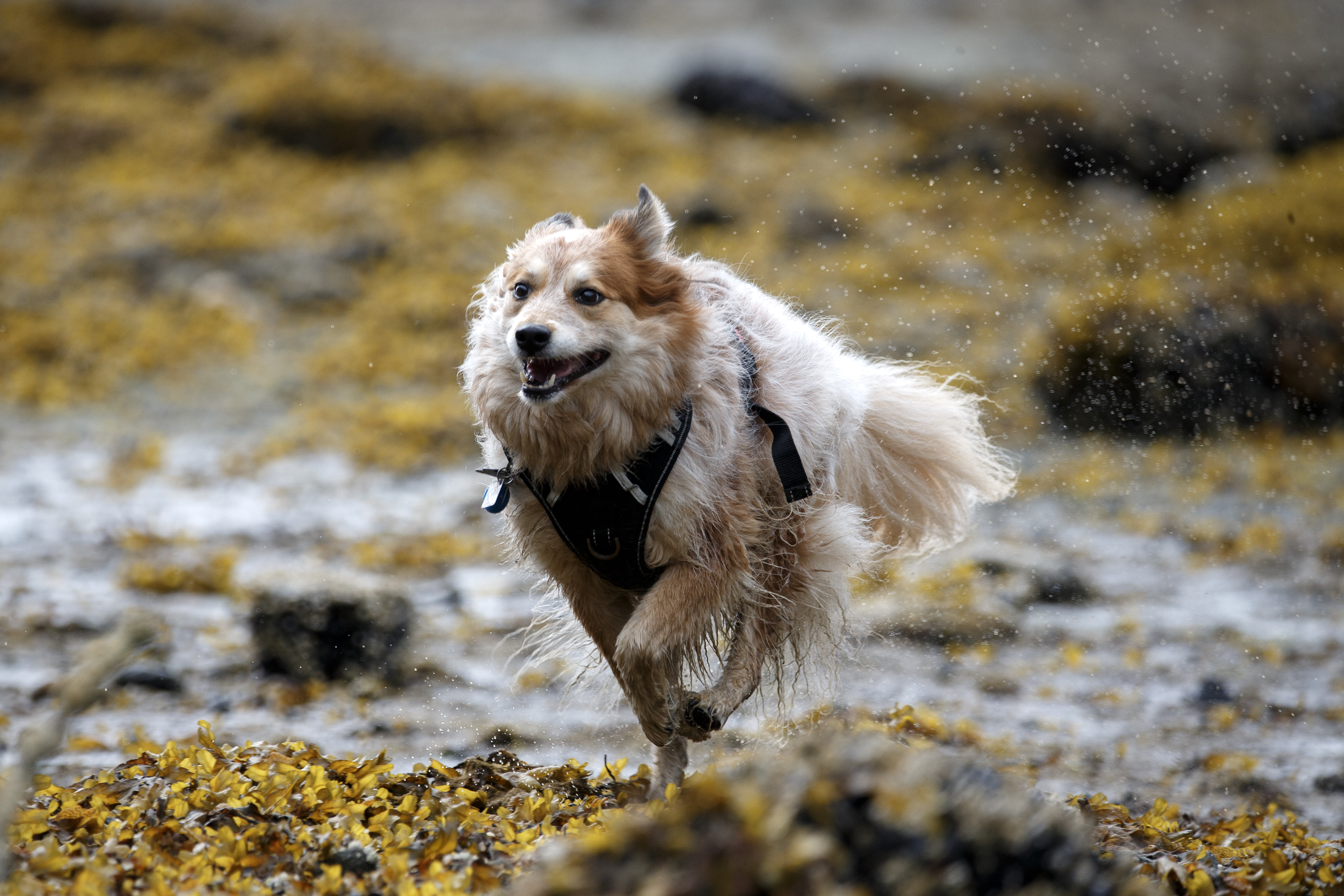 2023 06 06 Dog Running