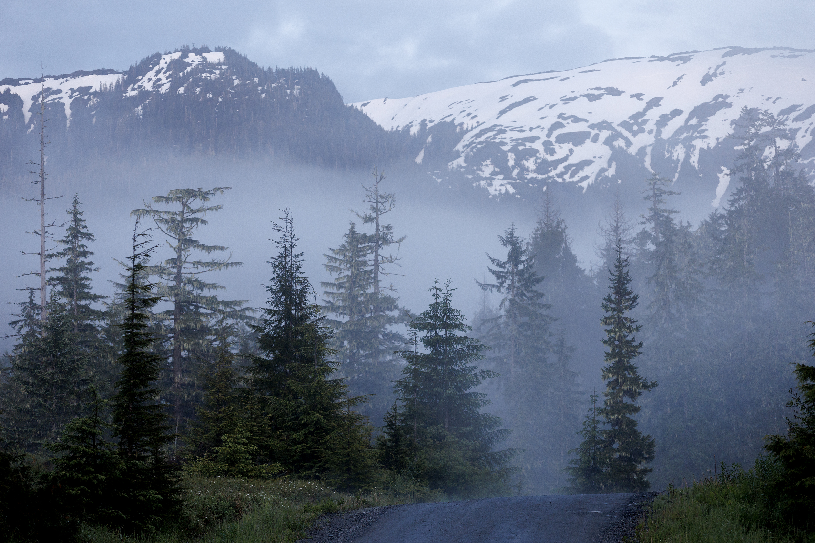 2023 06 18 Misty Trees