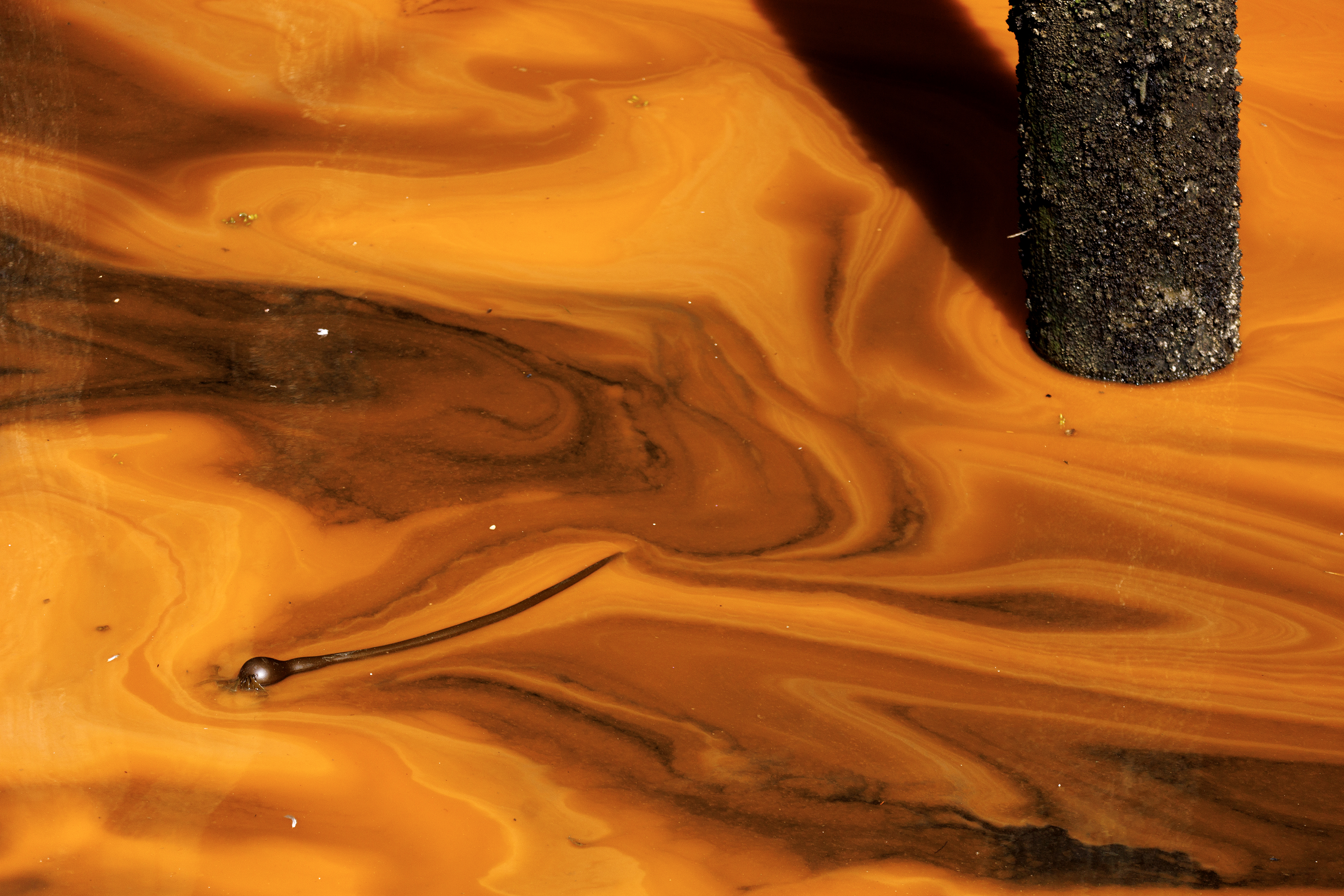 2023 07 26 Orange Ocean Detail