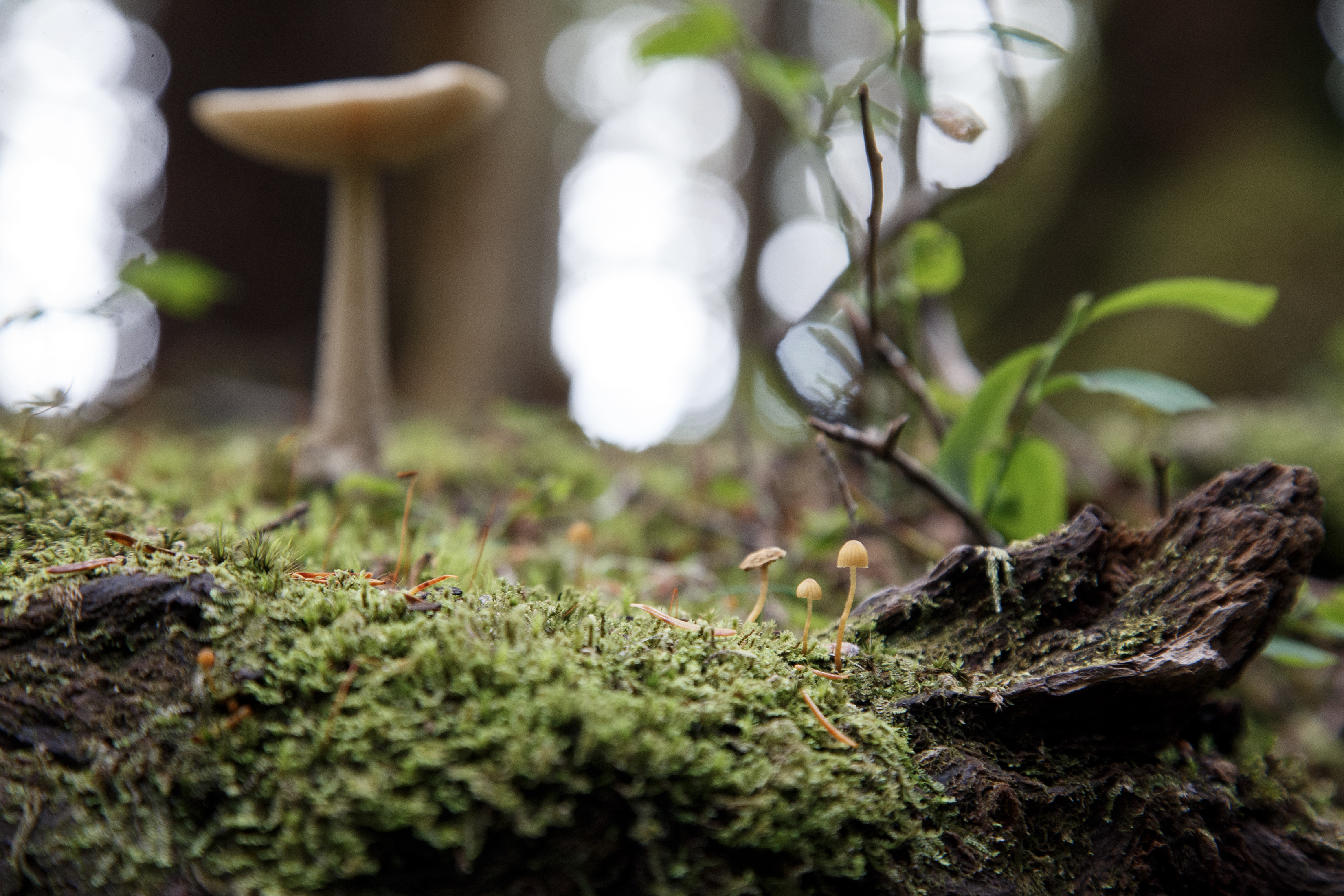 2023 08 19 Mushroom