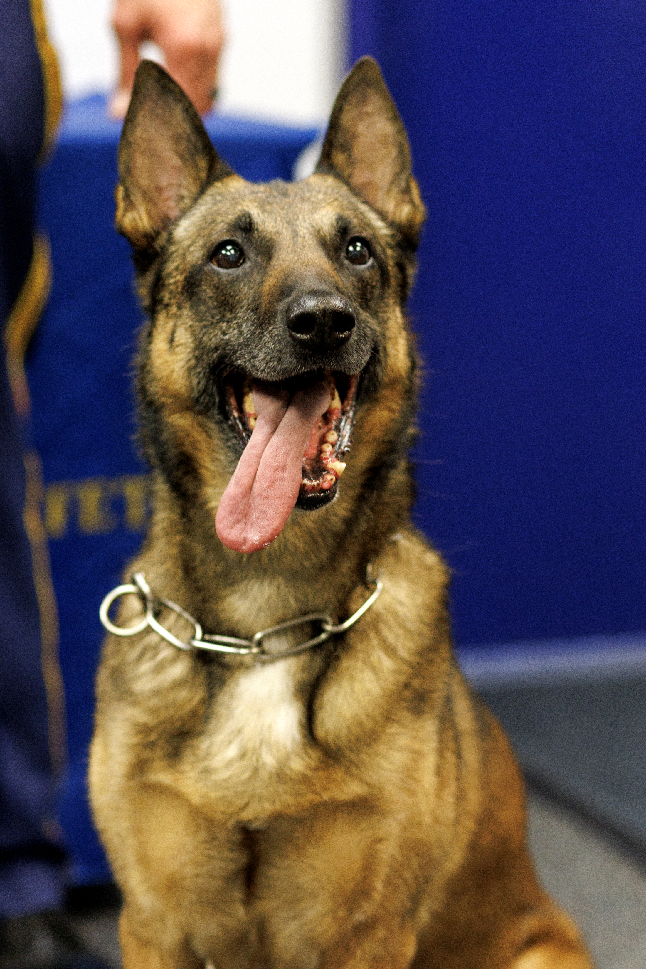 2023 08 31 Misty Police Dog 1