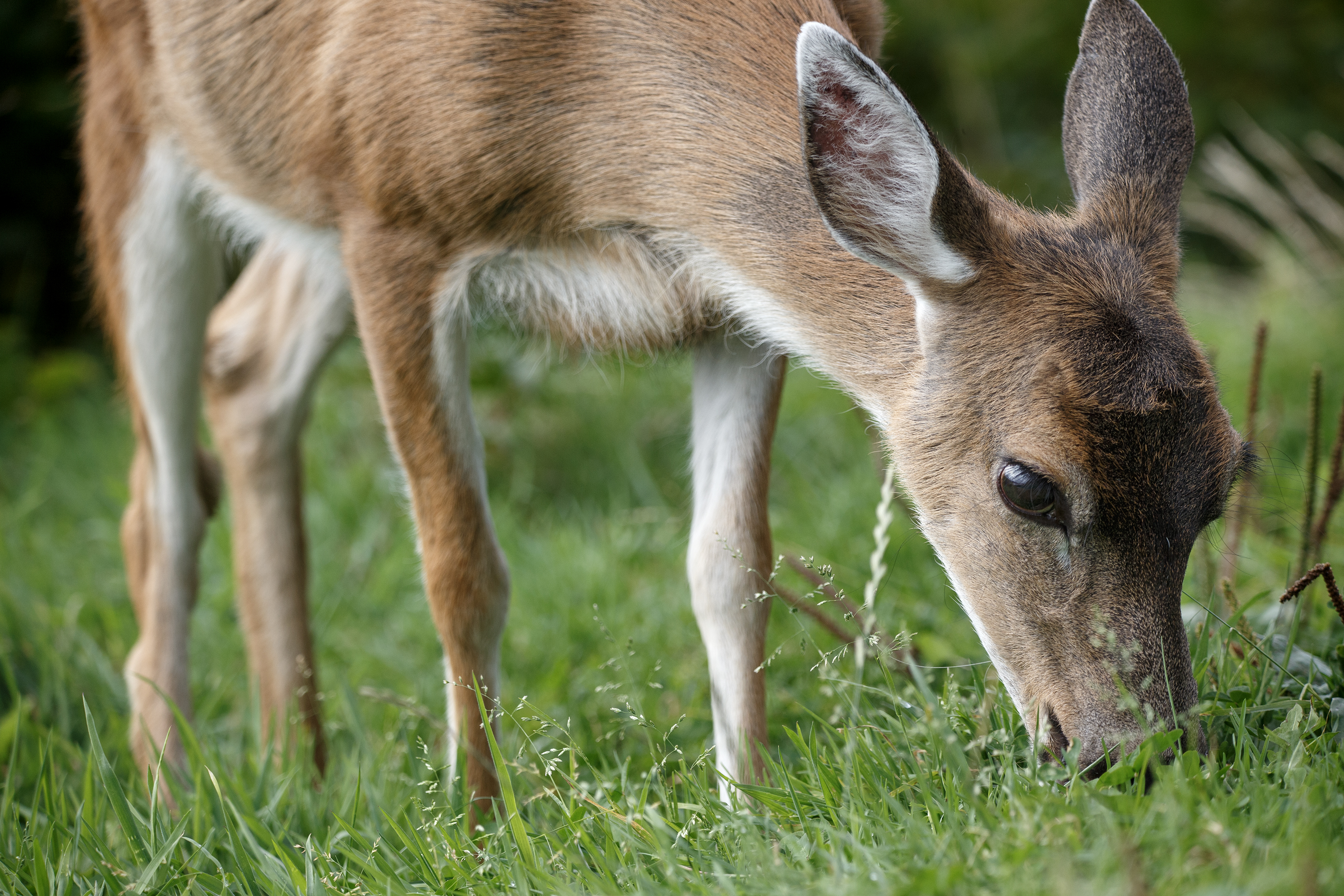 2023 09 05 Deer