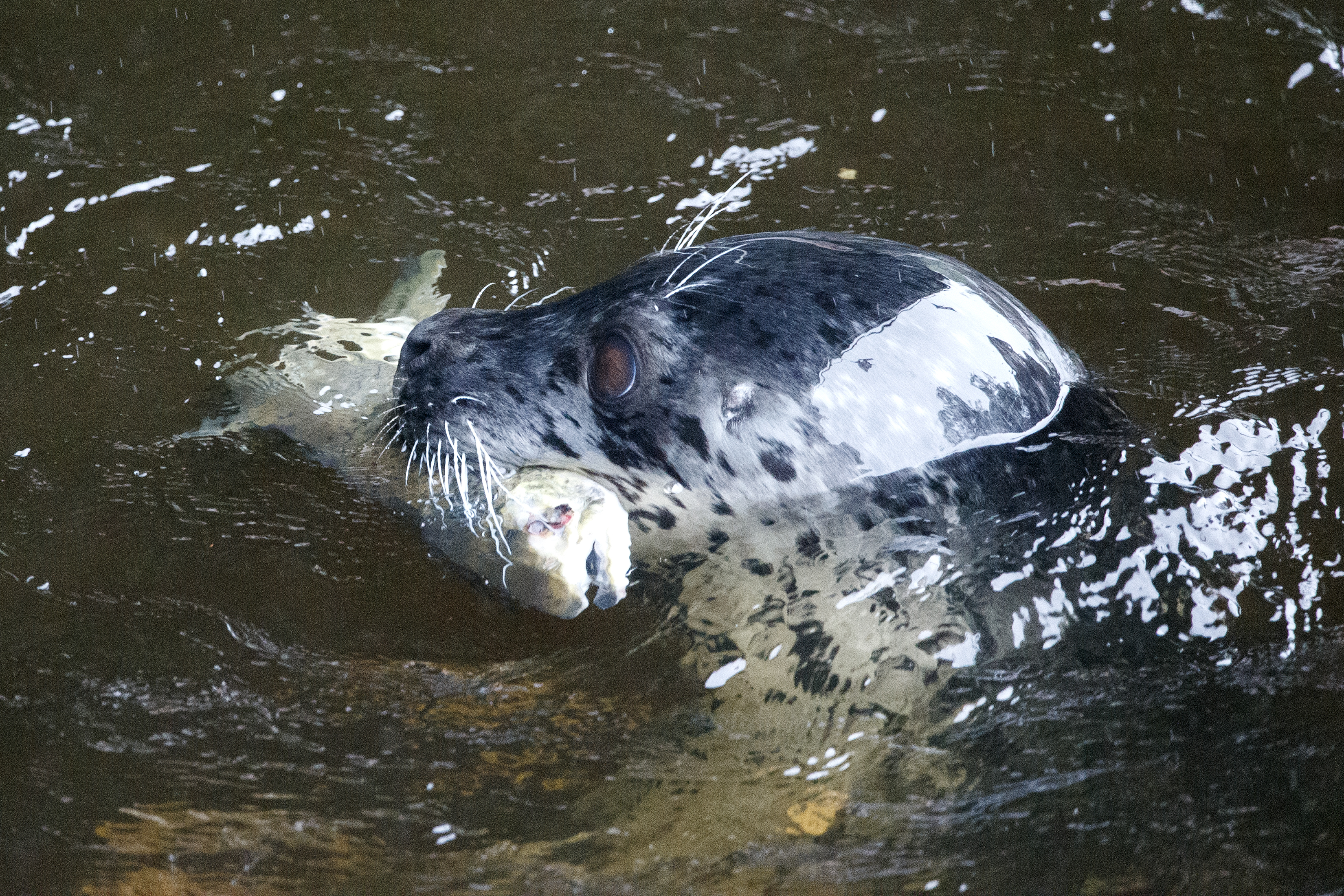 2023 09 15 Seal Eating Fish