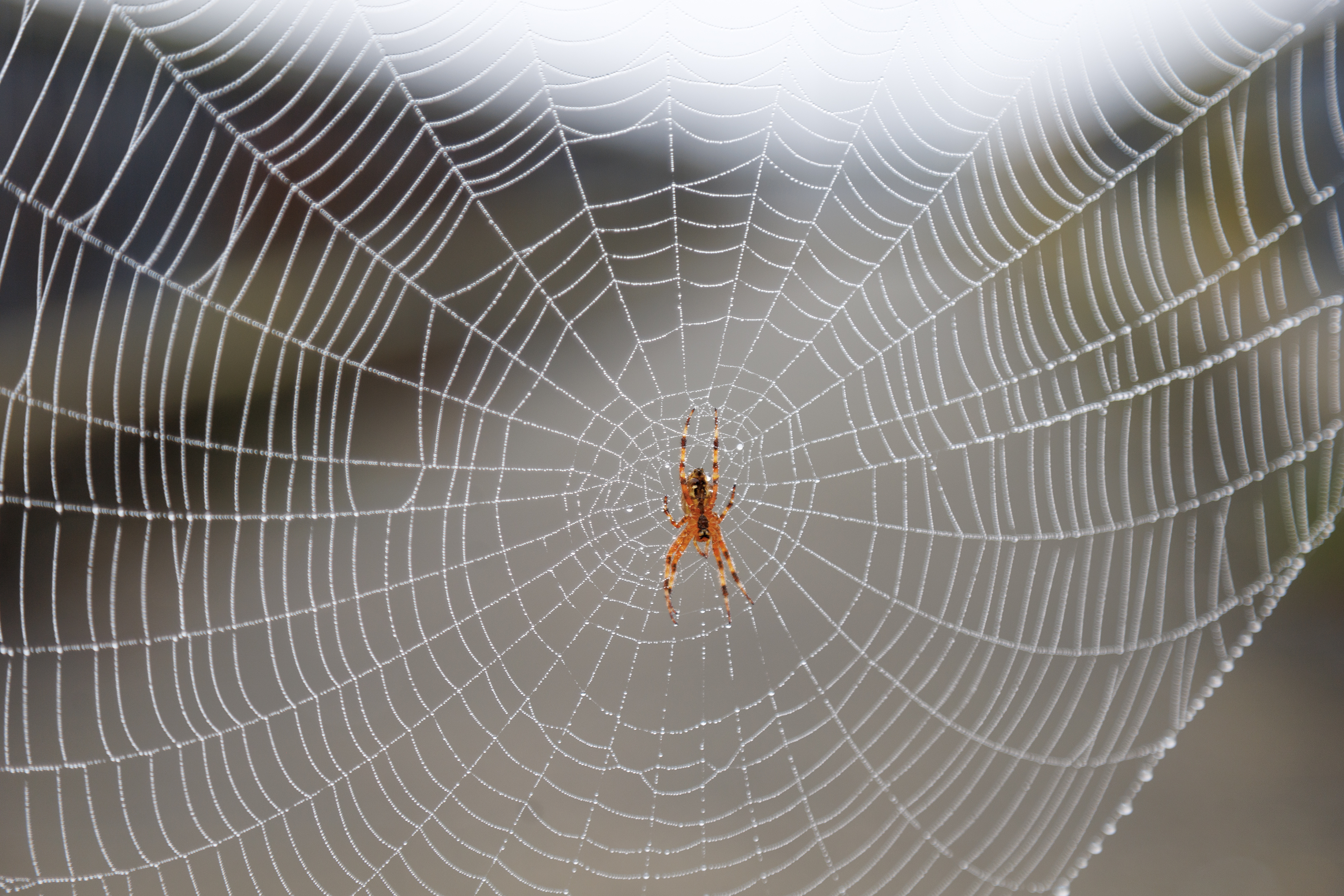 2023 09 20 Spider
