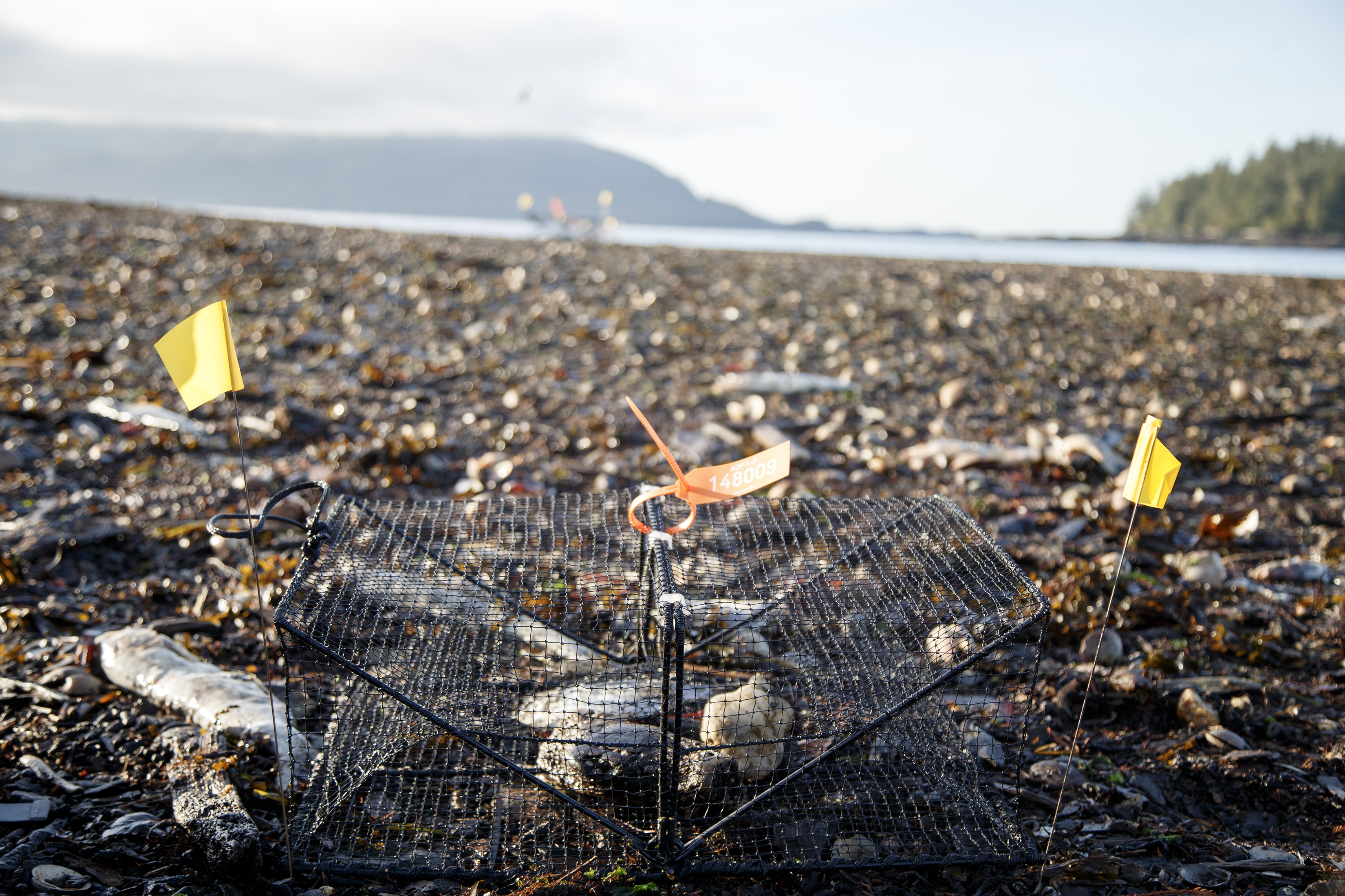 2023 09 29 Green Crab Trap 2