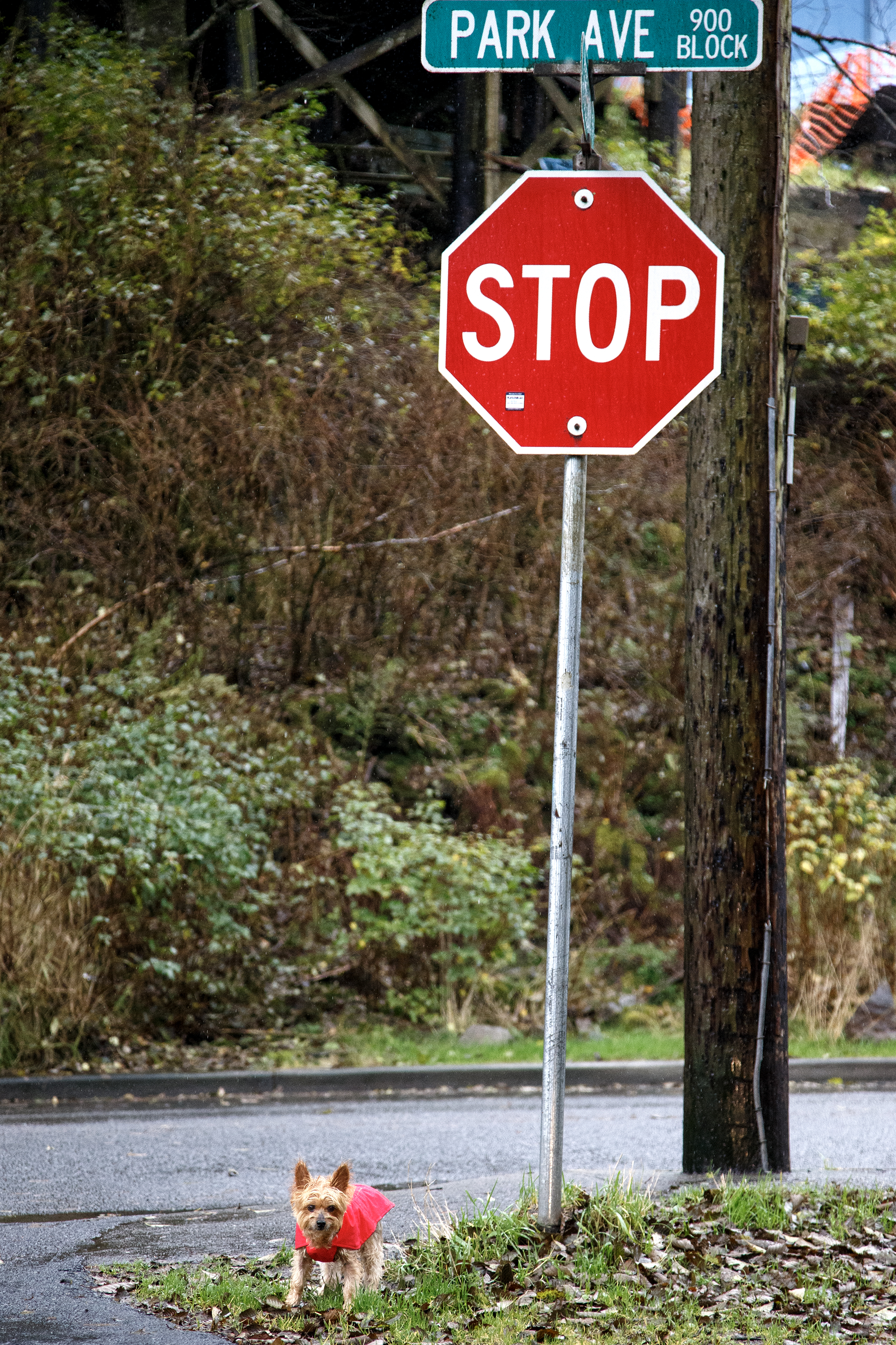 2023 10 16 Red Dog Stops