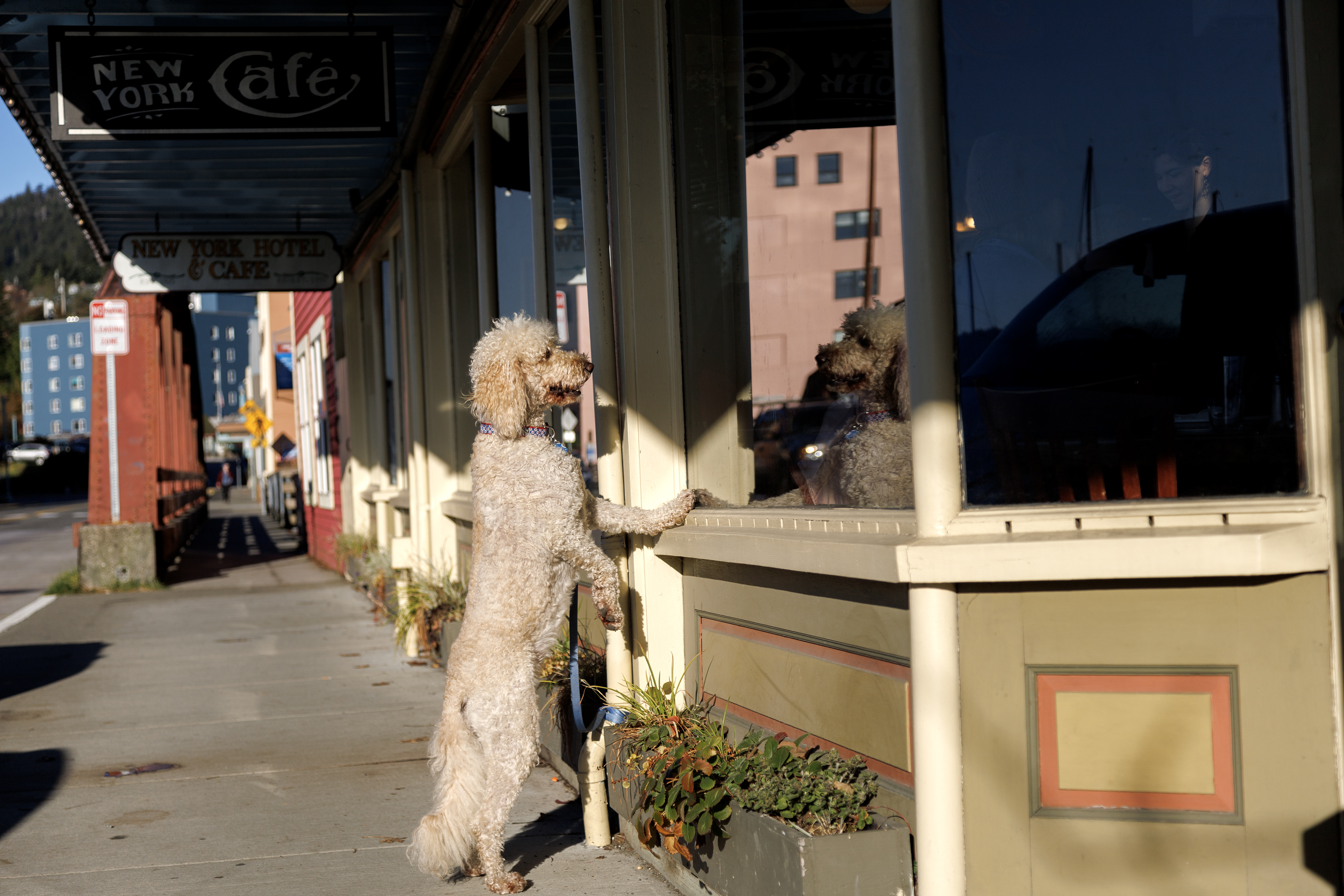 2023 10 28 Dog NY Cafe