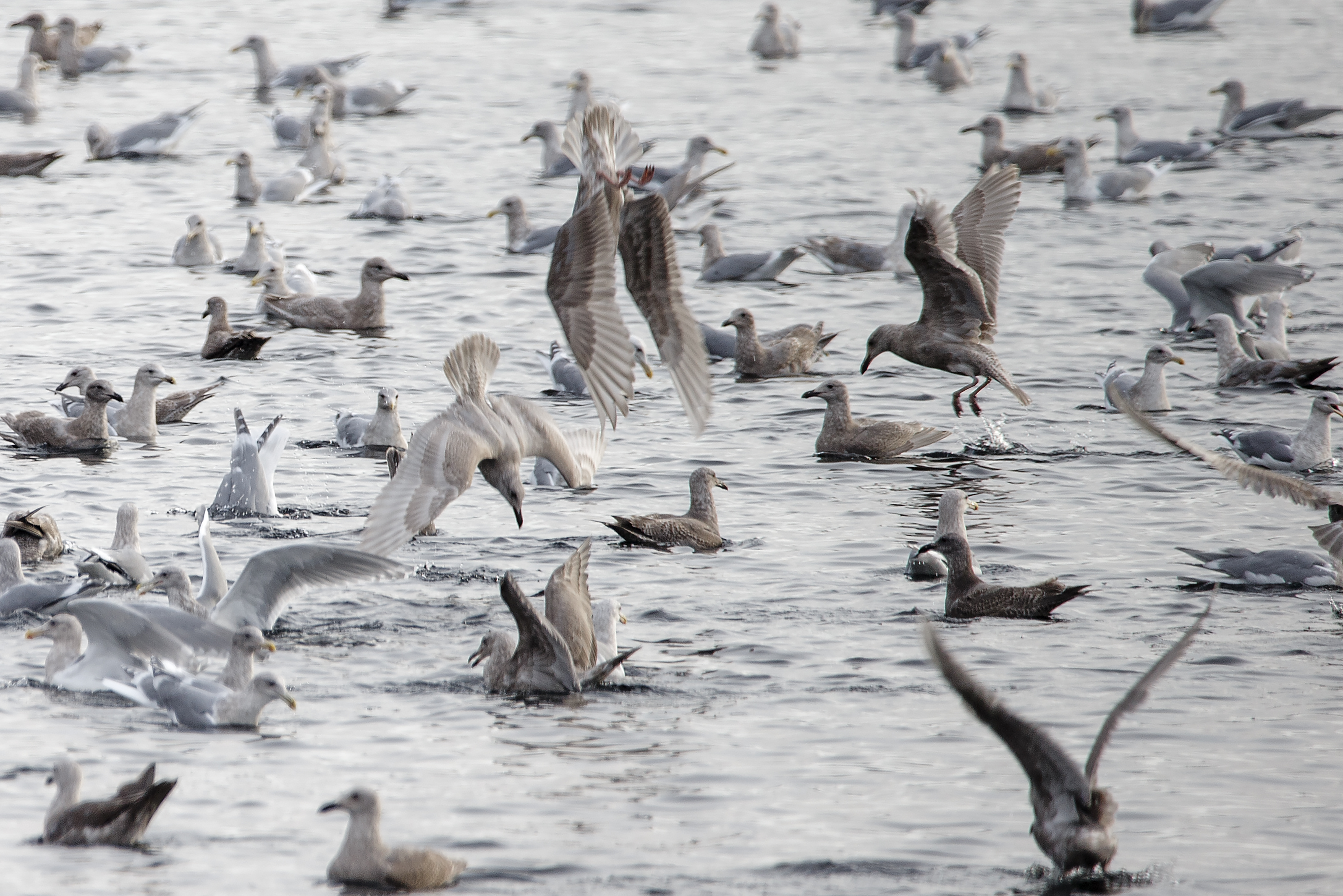 2023 11 15 Flock of Seagulls
