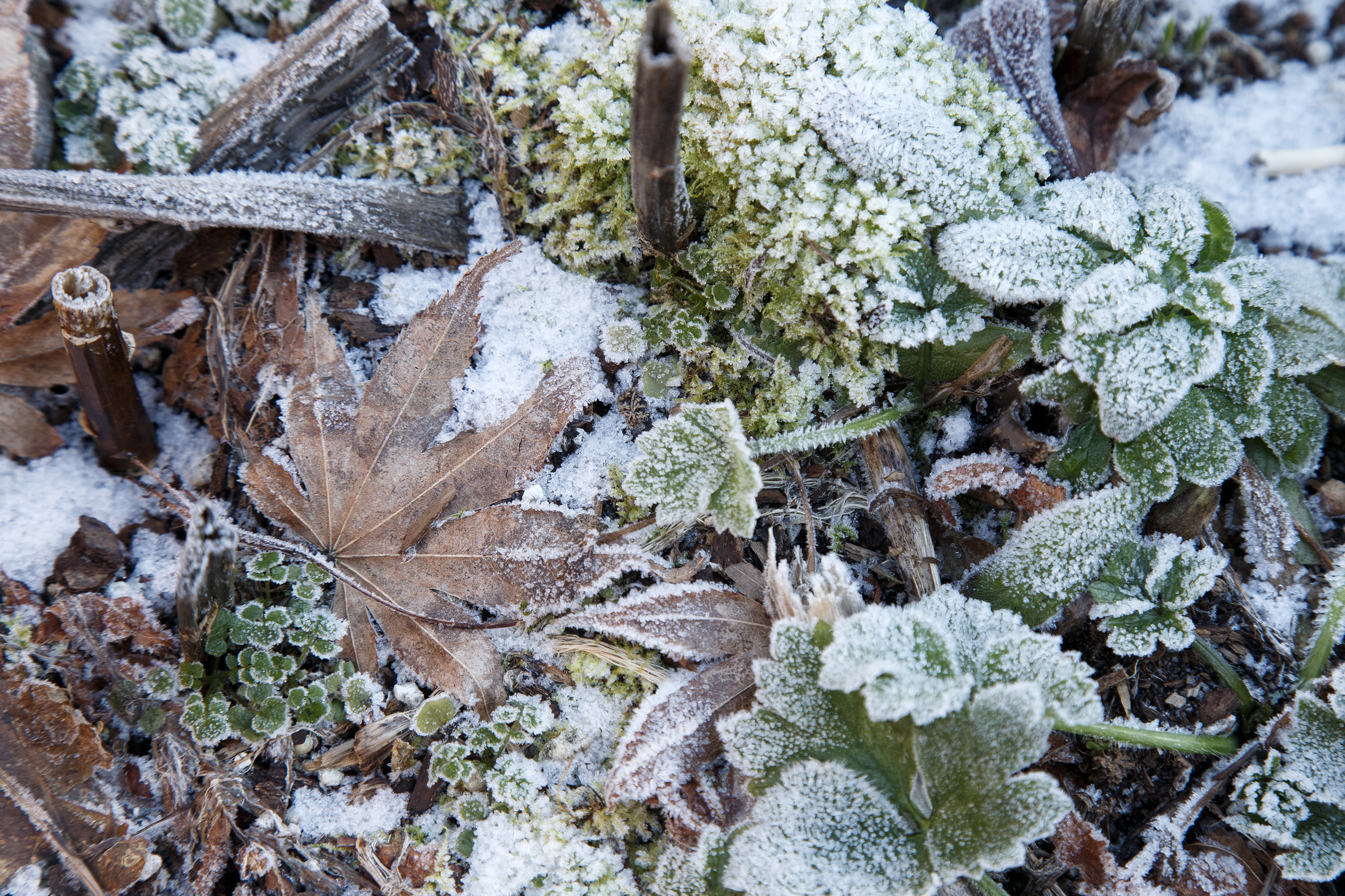 2024 01 10 Frost