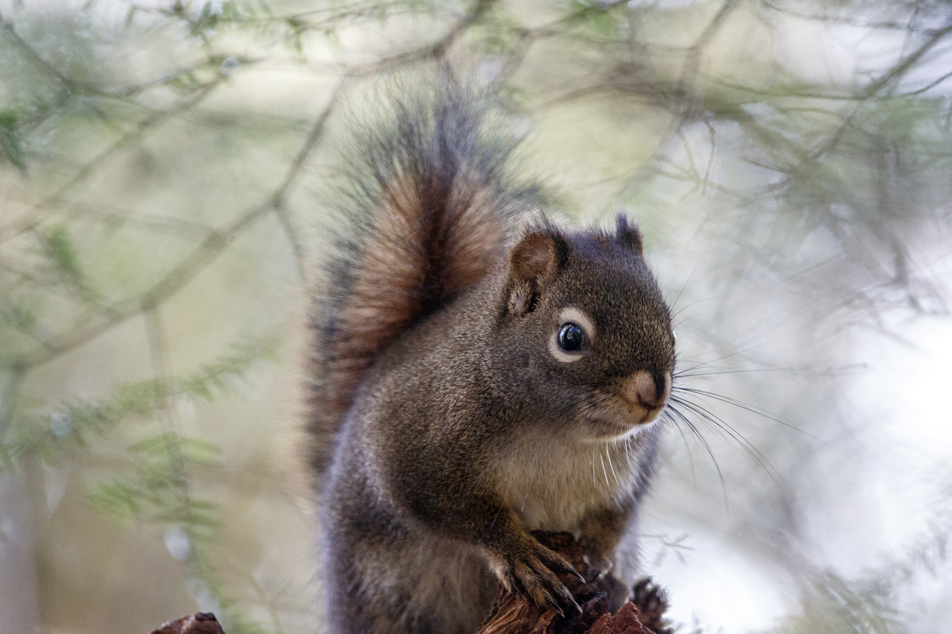 2024 02 04 Squirrel