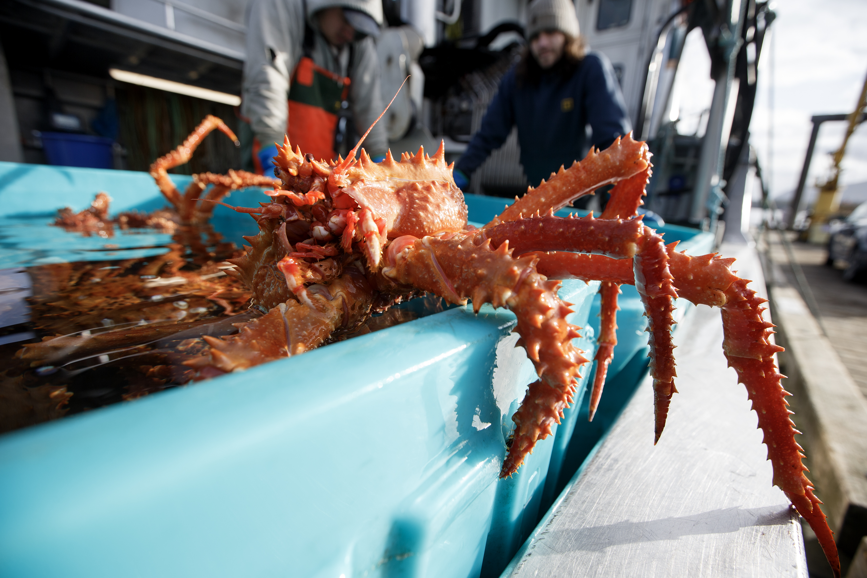 2024 02 23 Crab For Sale 2