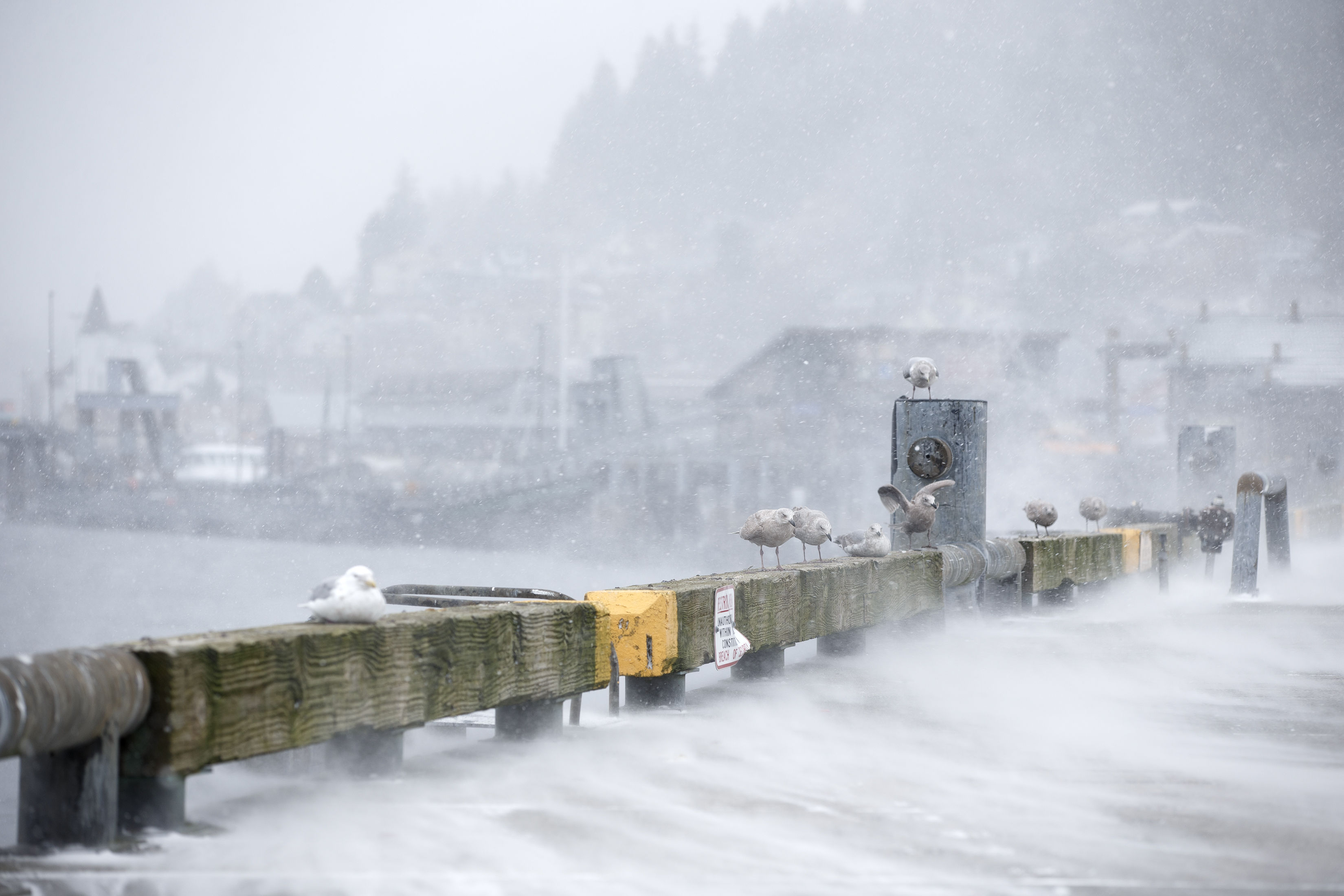 2024 02 27 Blowing Snow Gulls