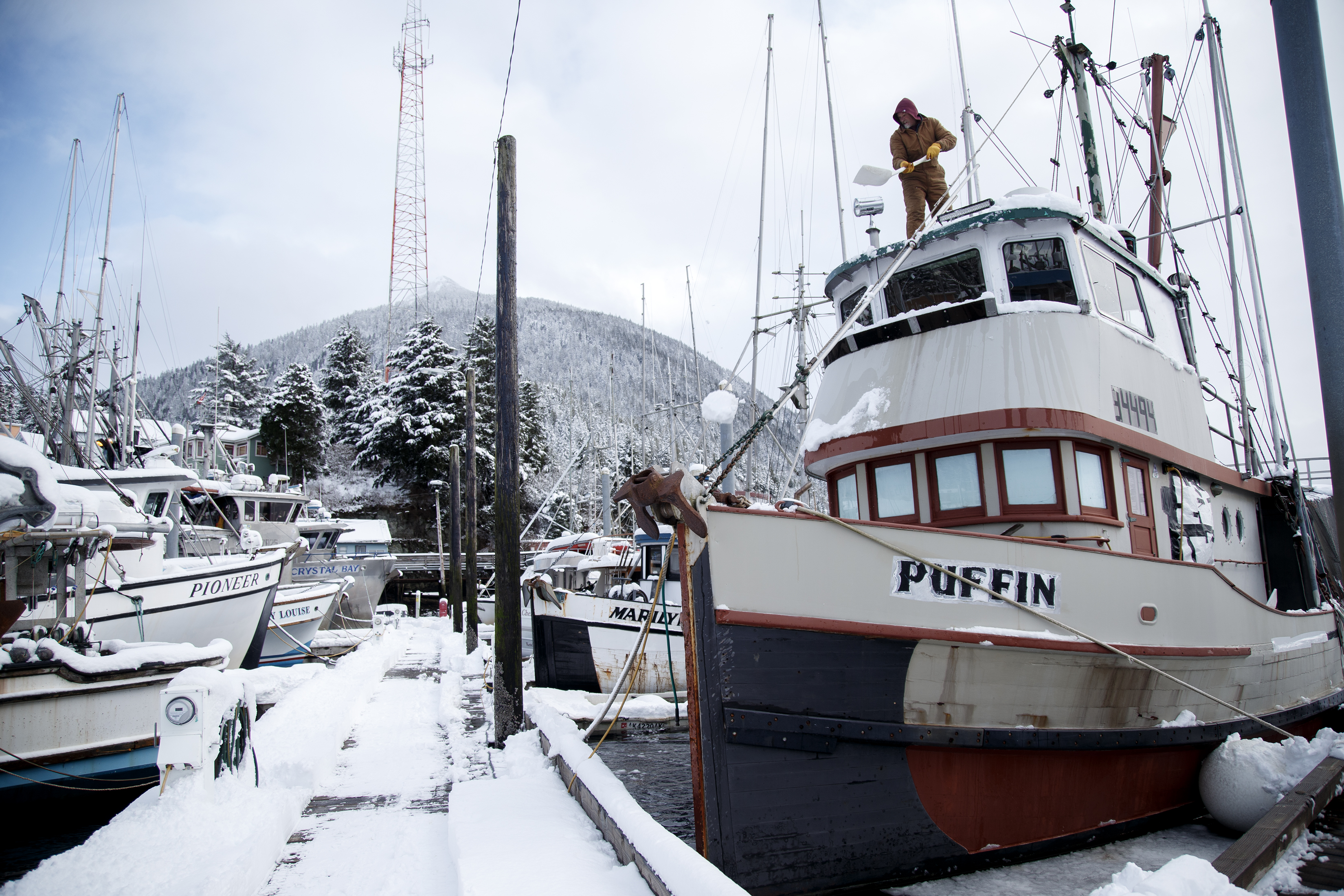 2024 02 28 Snowy Puffin