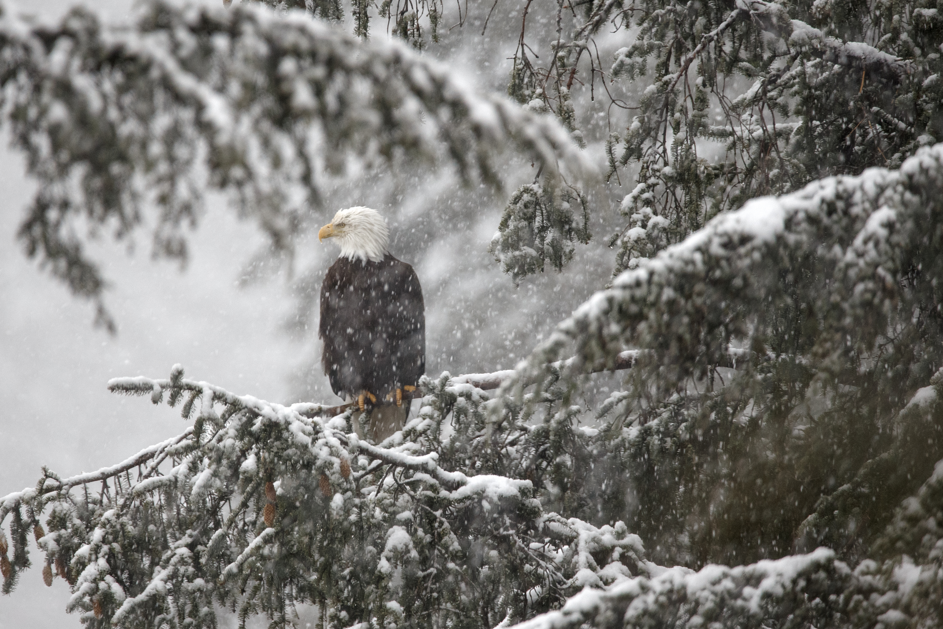 2024 03 06 Snow Eagle