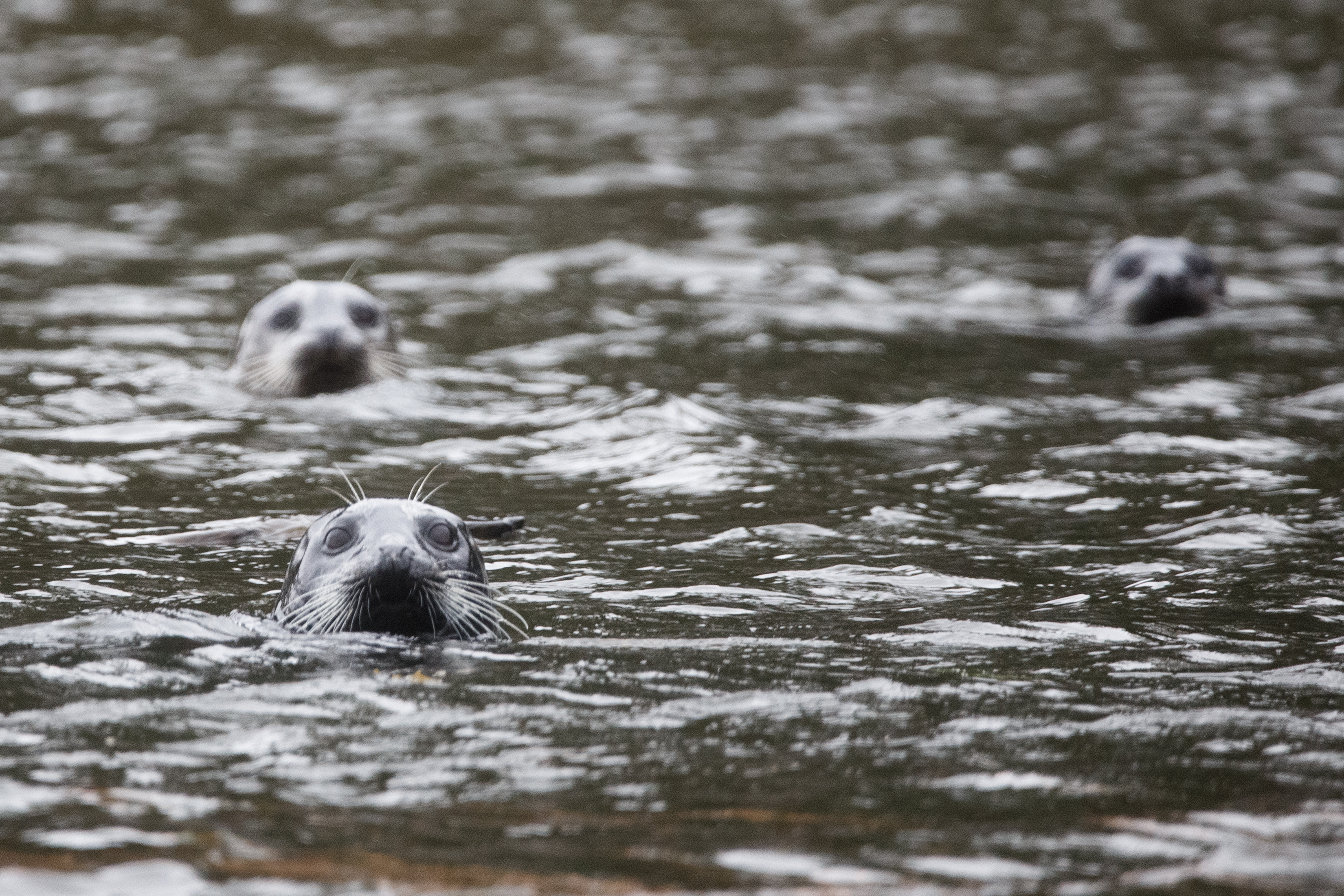 2024 03 13 Harbor Seals