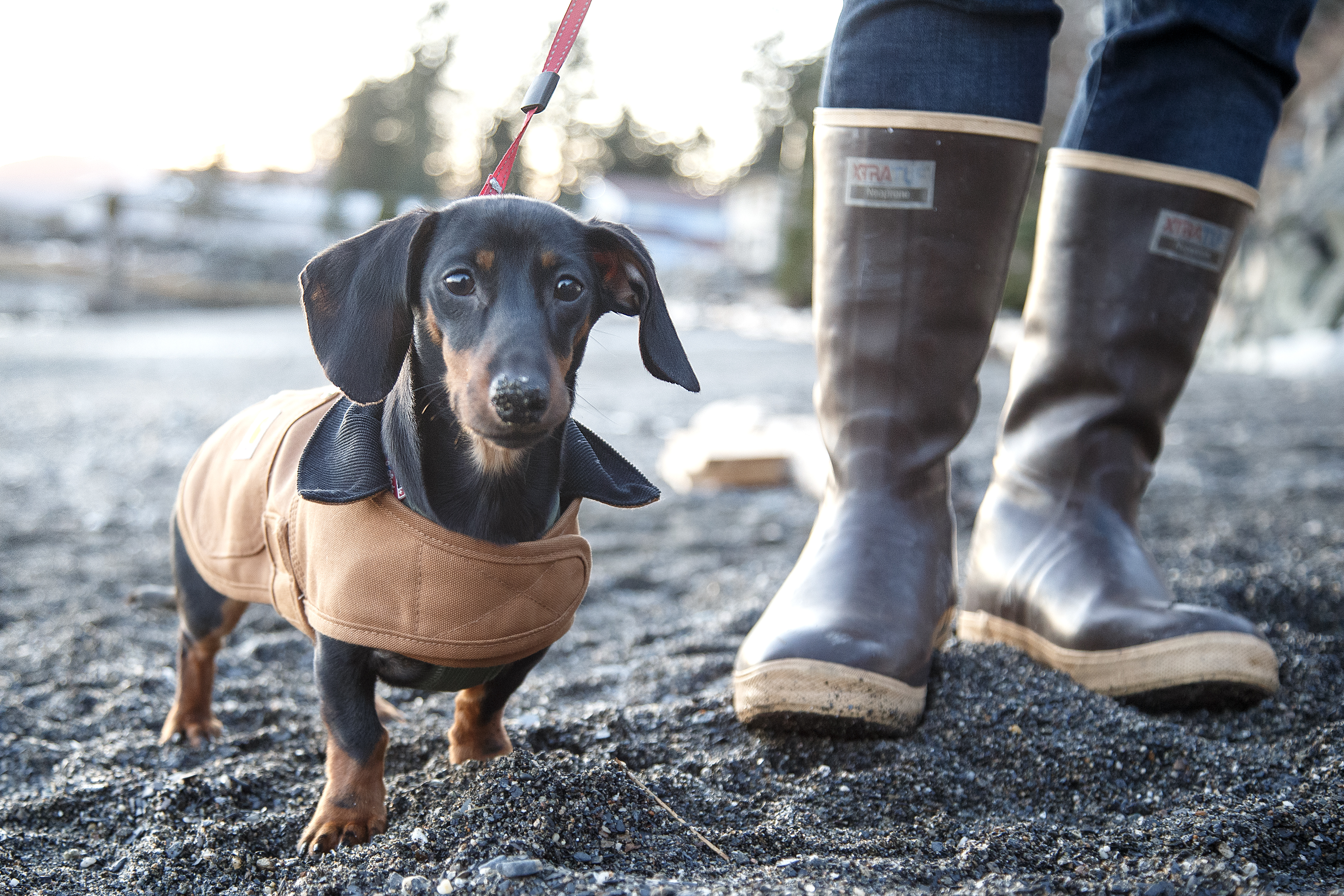 Rotary Beach Dogs 2024 03 09