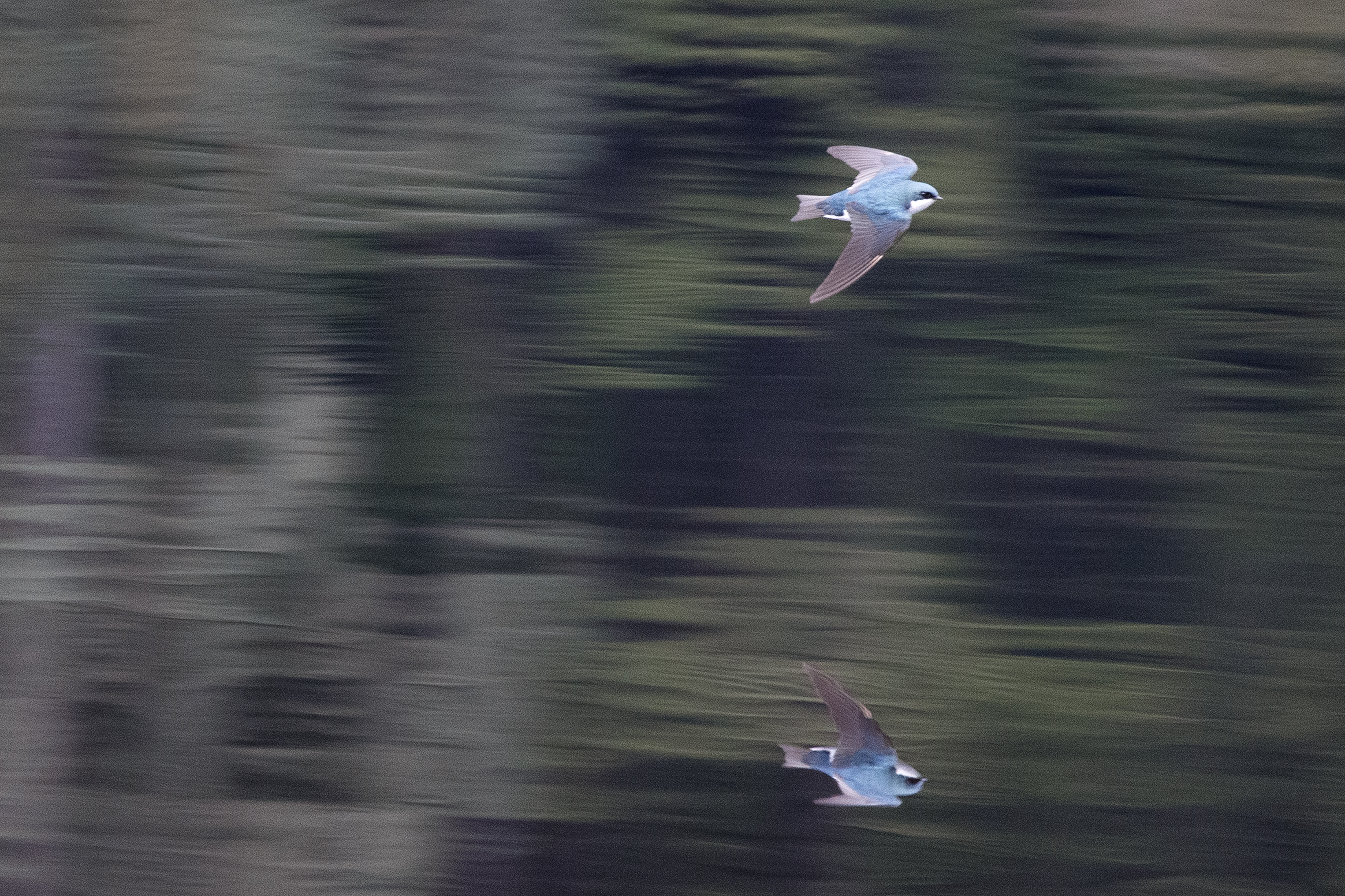 2024 04 13 Birding 2