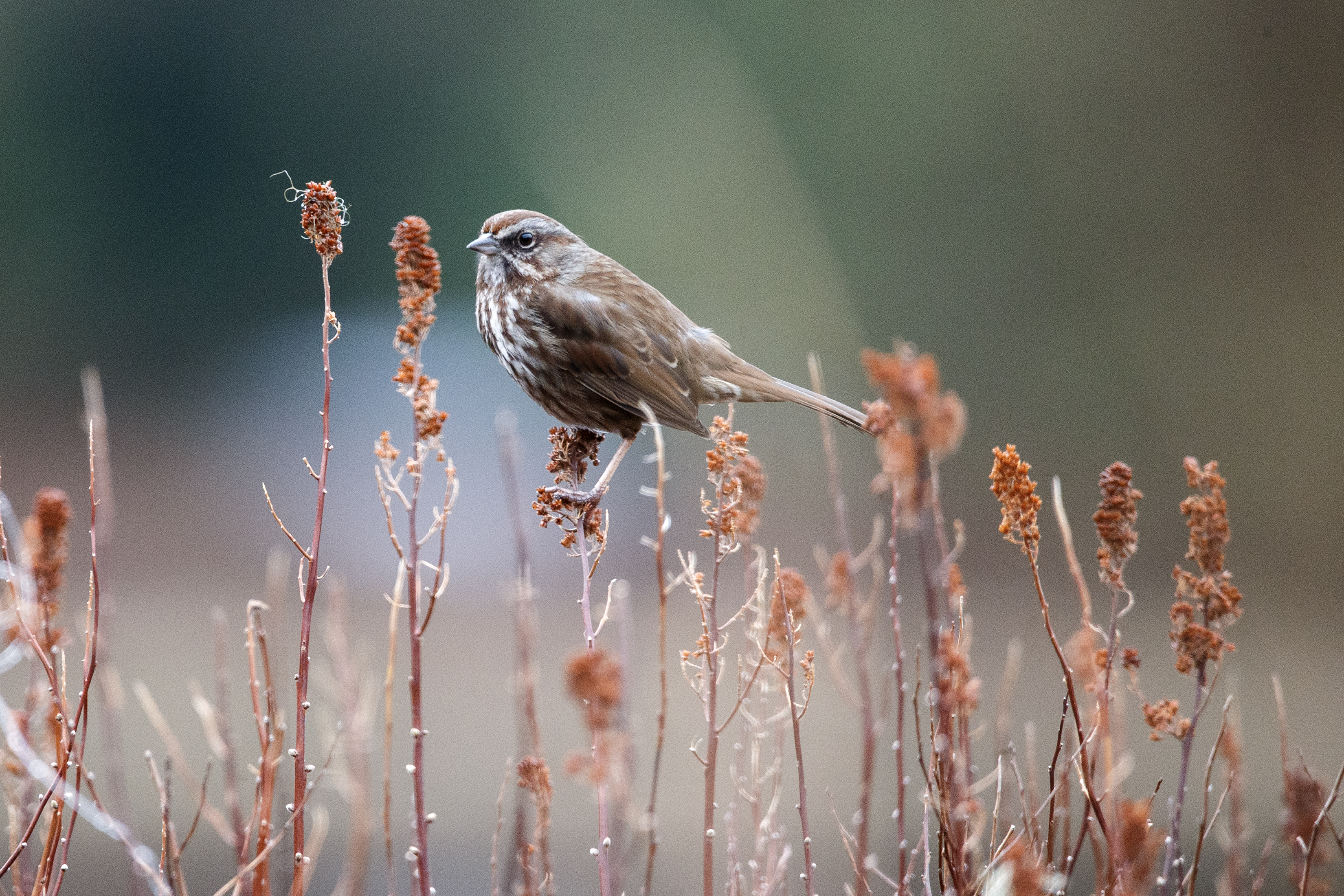 2024 04 13 Birding 3