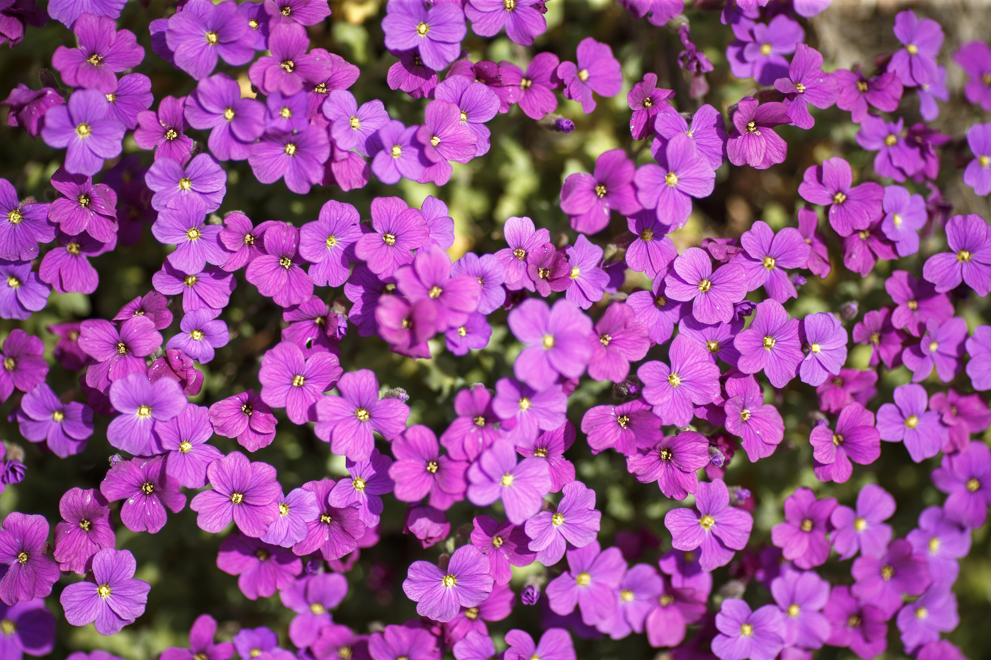 2024 04 16 Flower Package 2