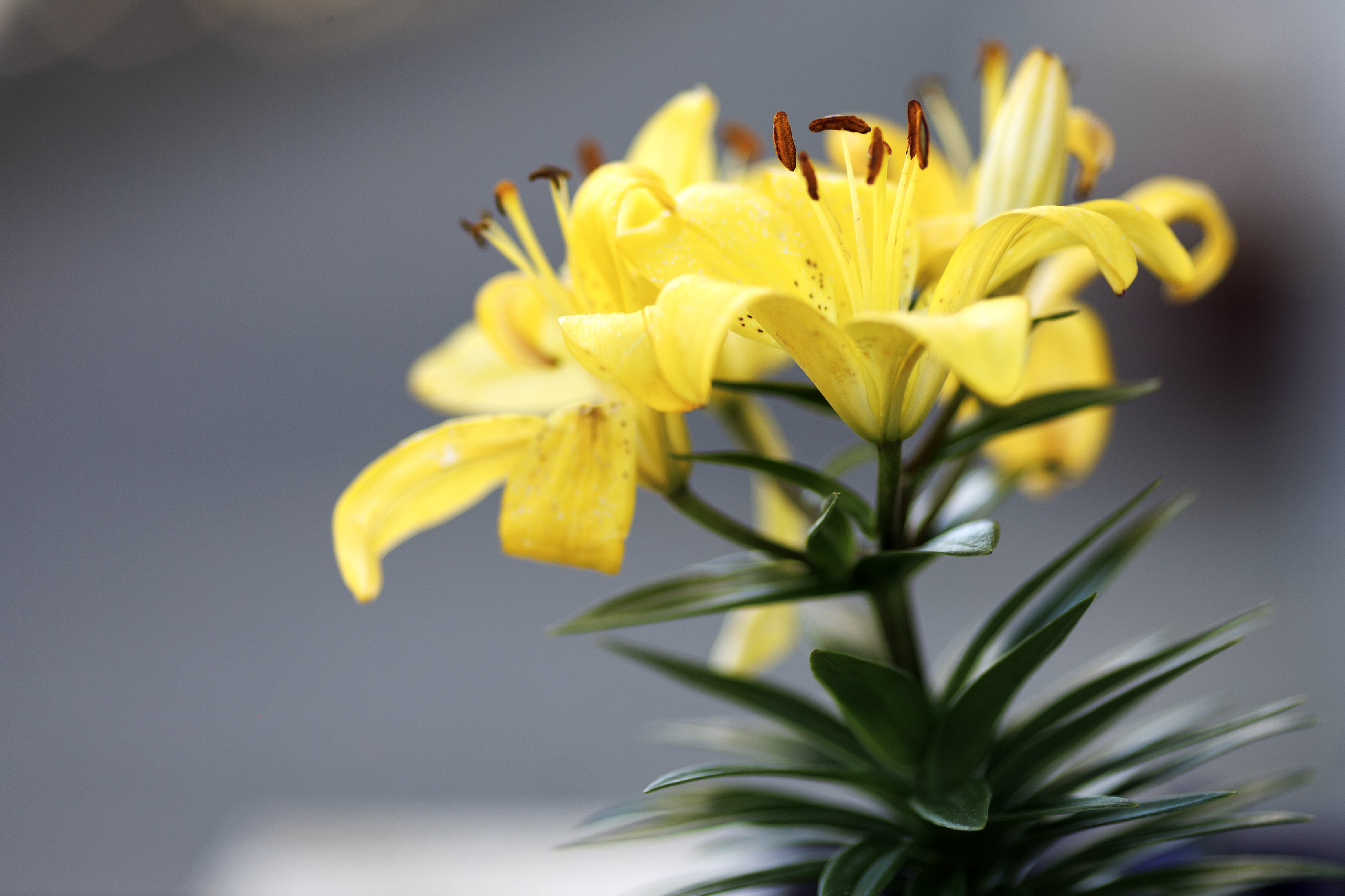 2024 04 16 Flower Package 3