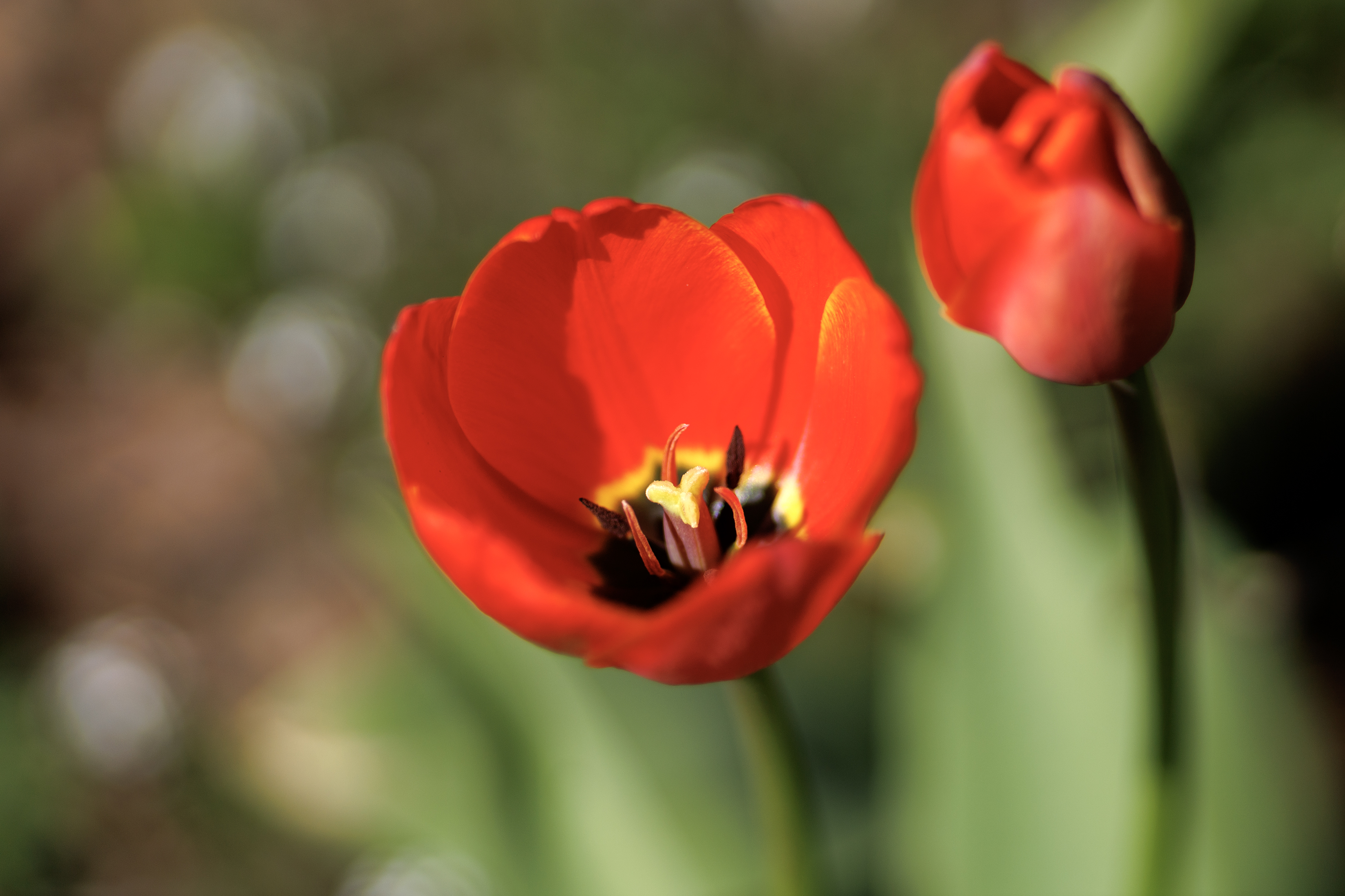 2024 04 16 Flower Package 4