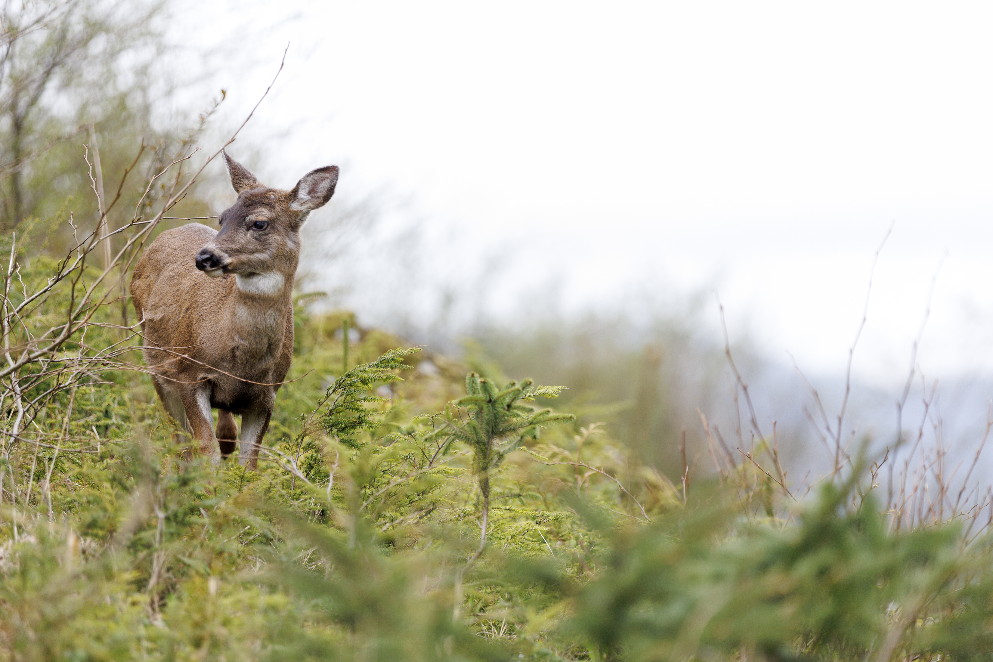 2024 04 22 Deer