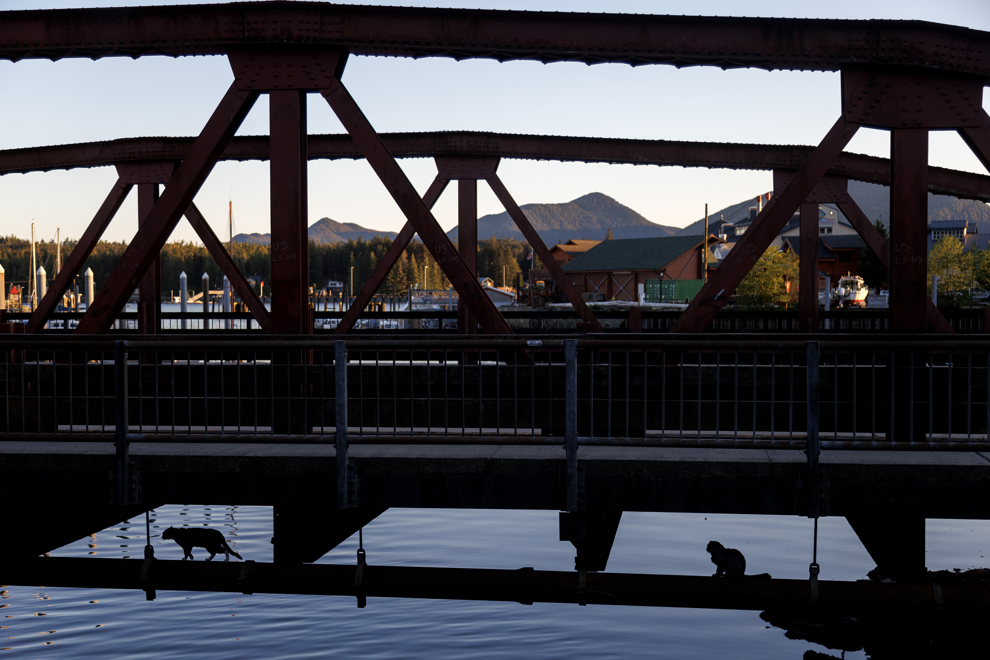2024 05 21 Cat Bridge