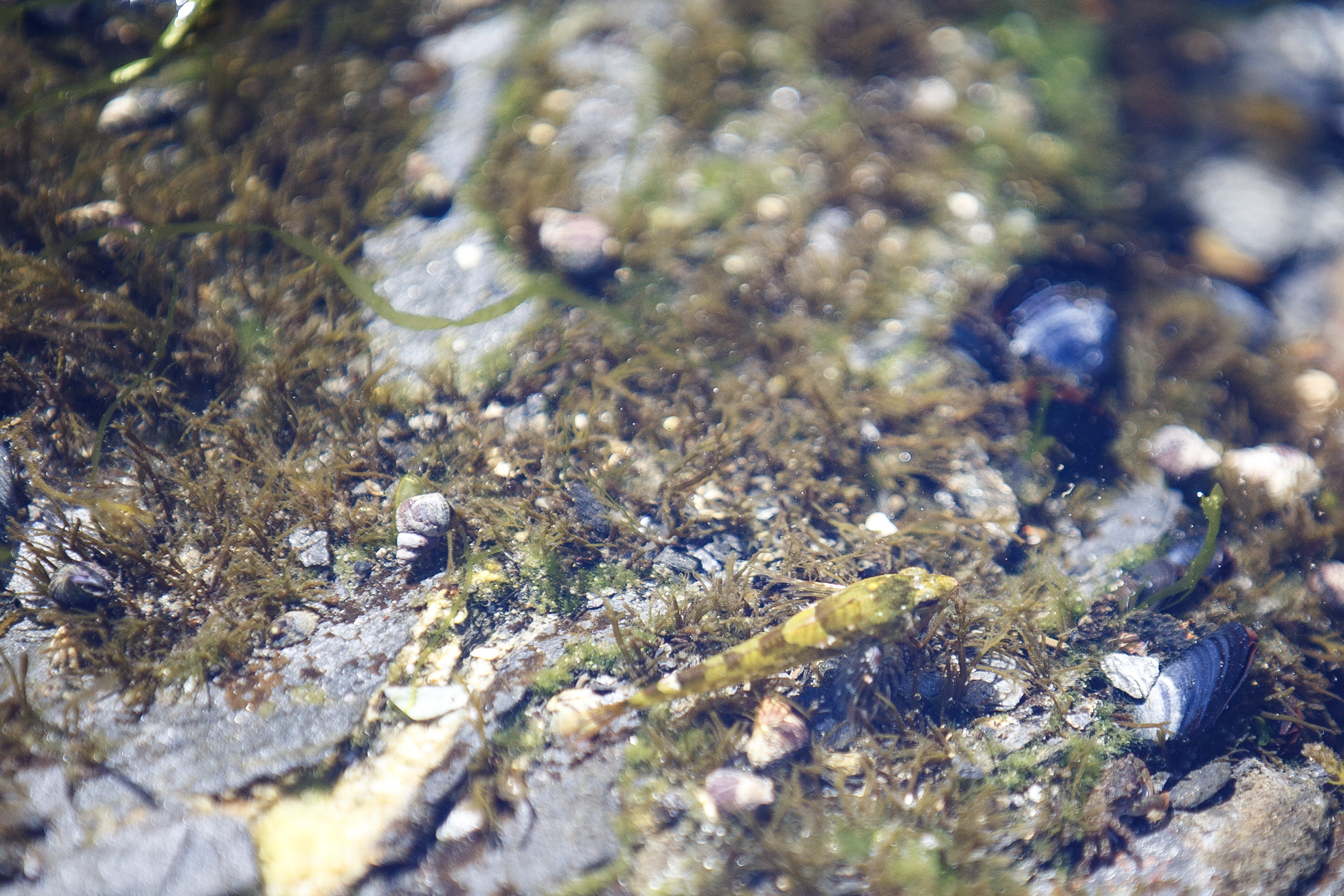 2024 06 07 Fishing Tide Pool 3