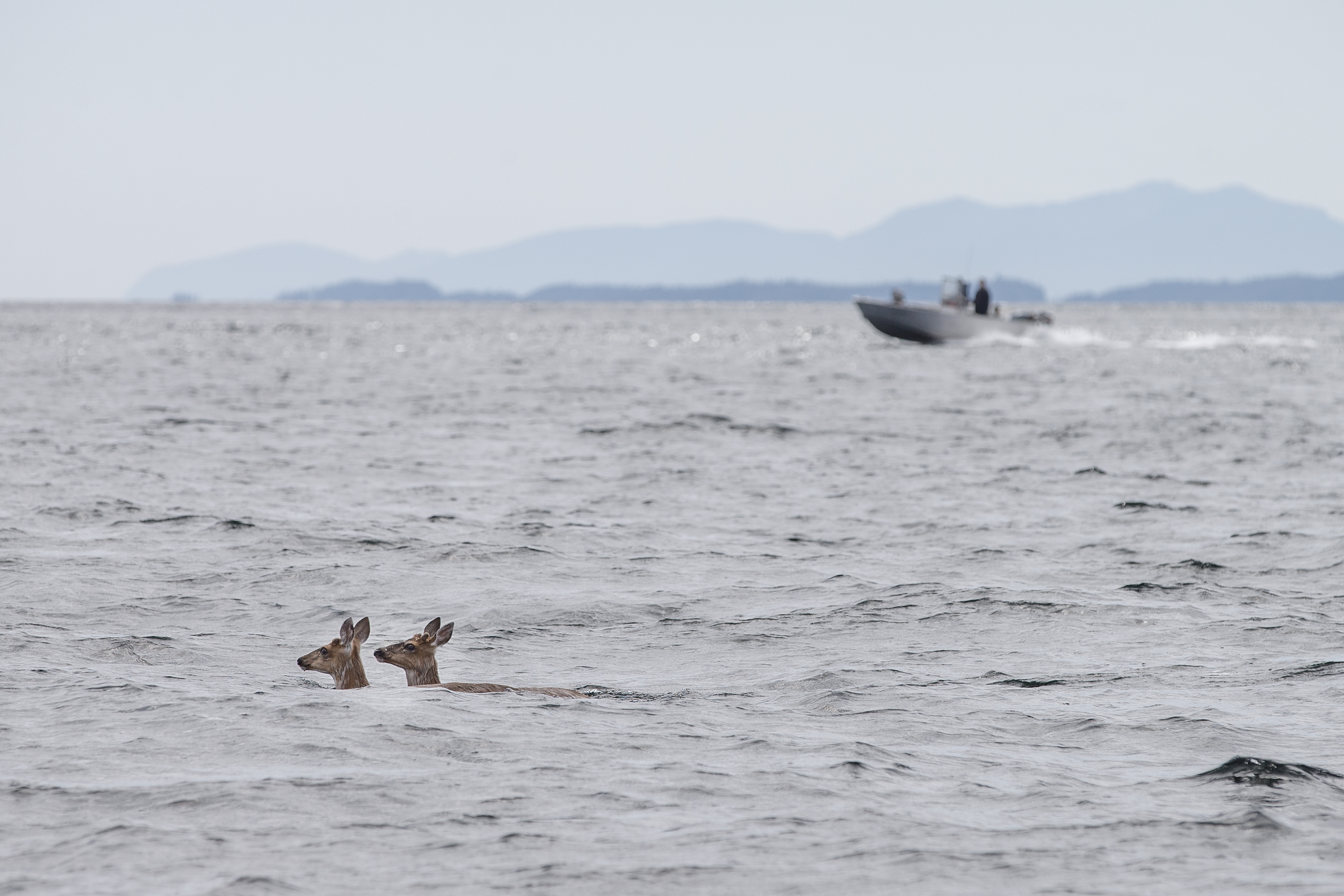2024 06 17 Sea Deer