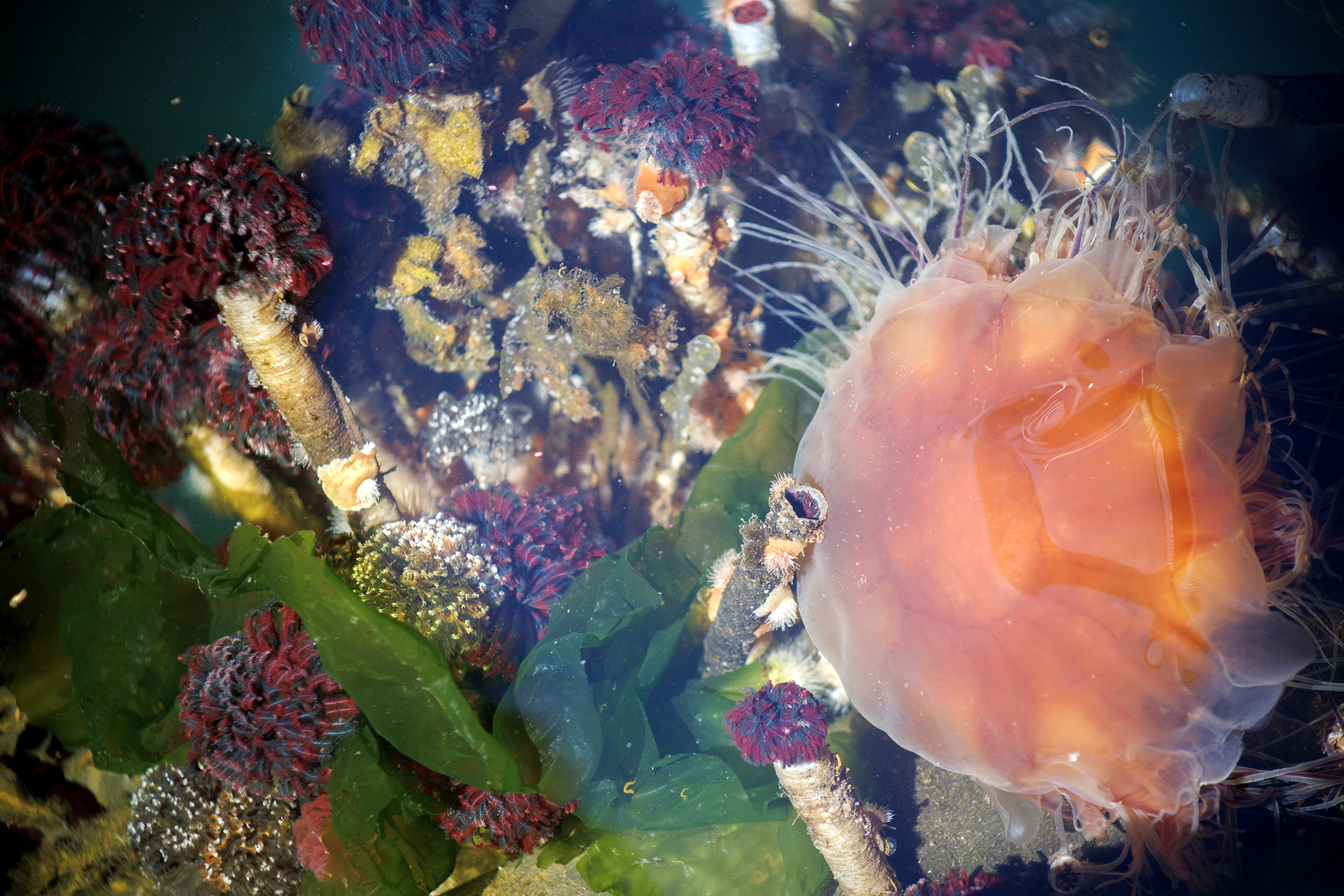 2024 06 20 Jelly Fish