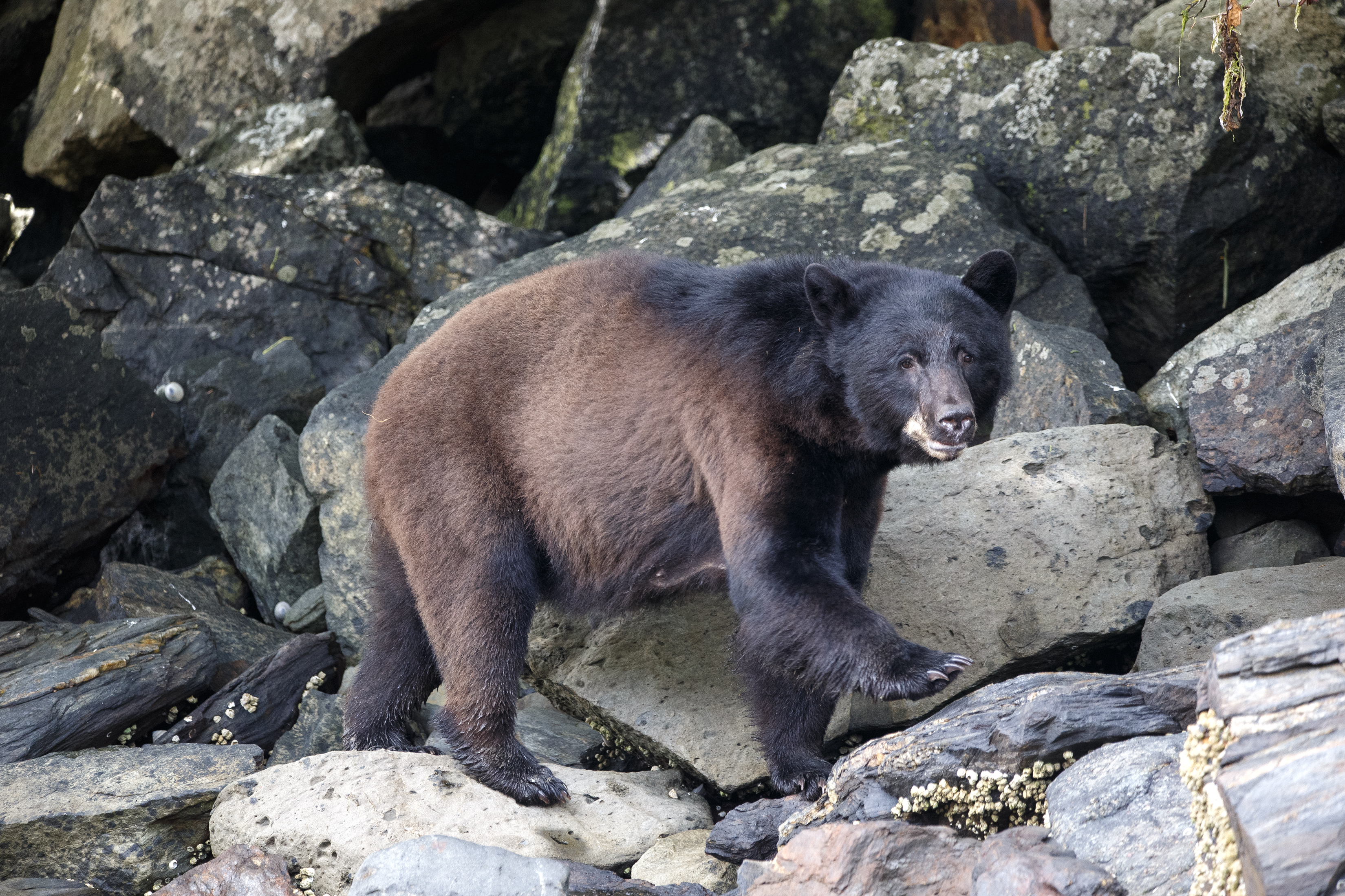 2024 06 25 Herring Cove 2