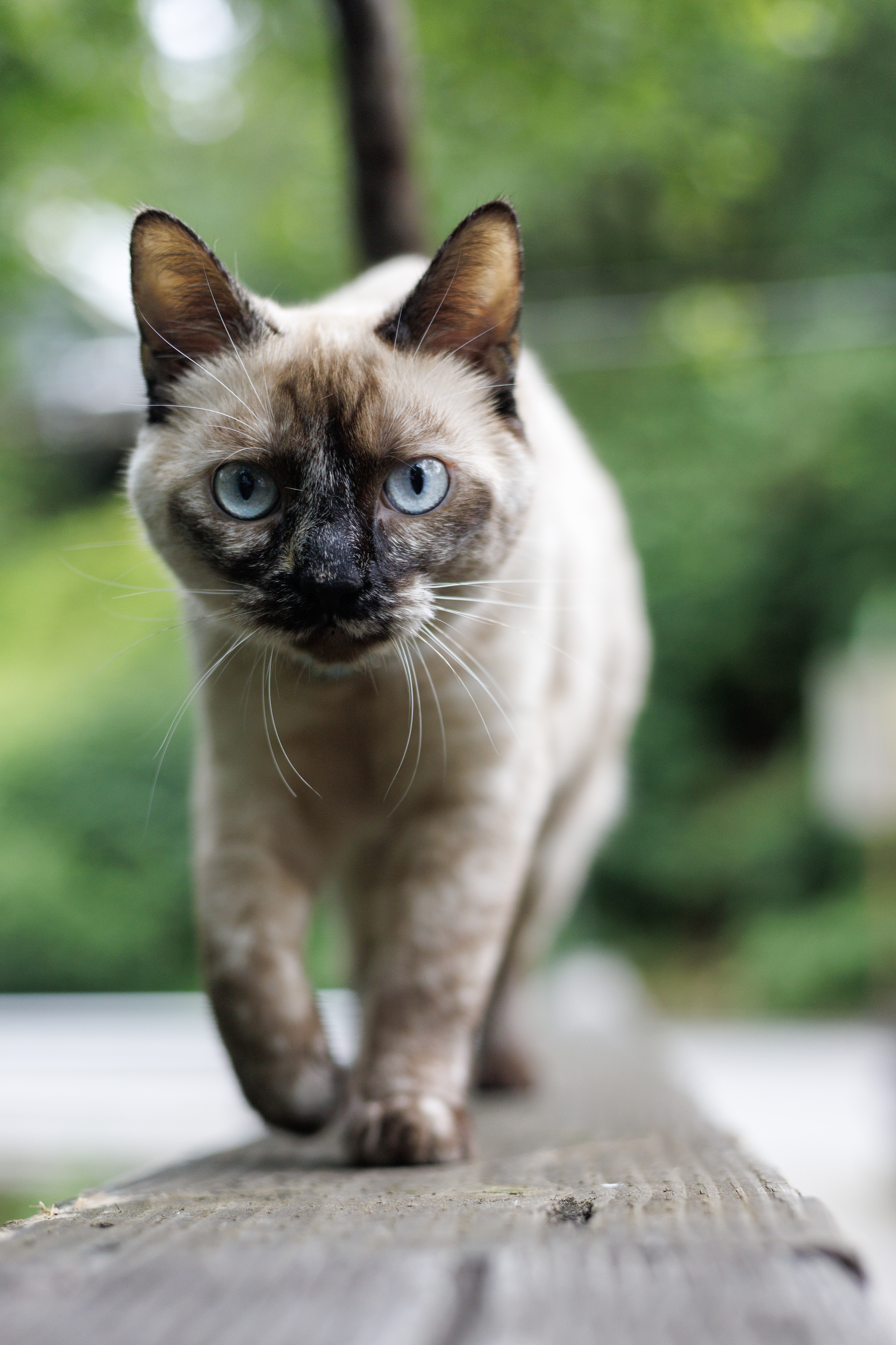 2024 07 23 Cat