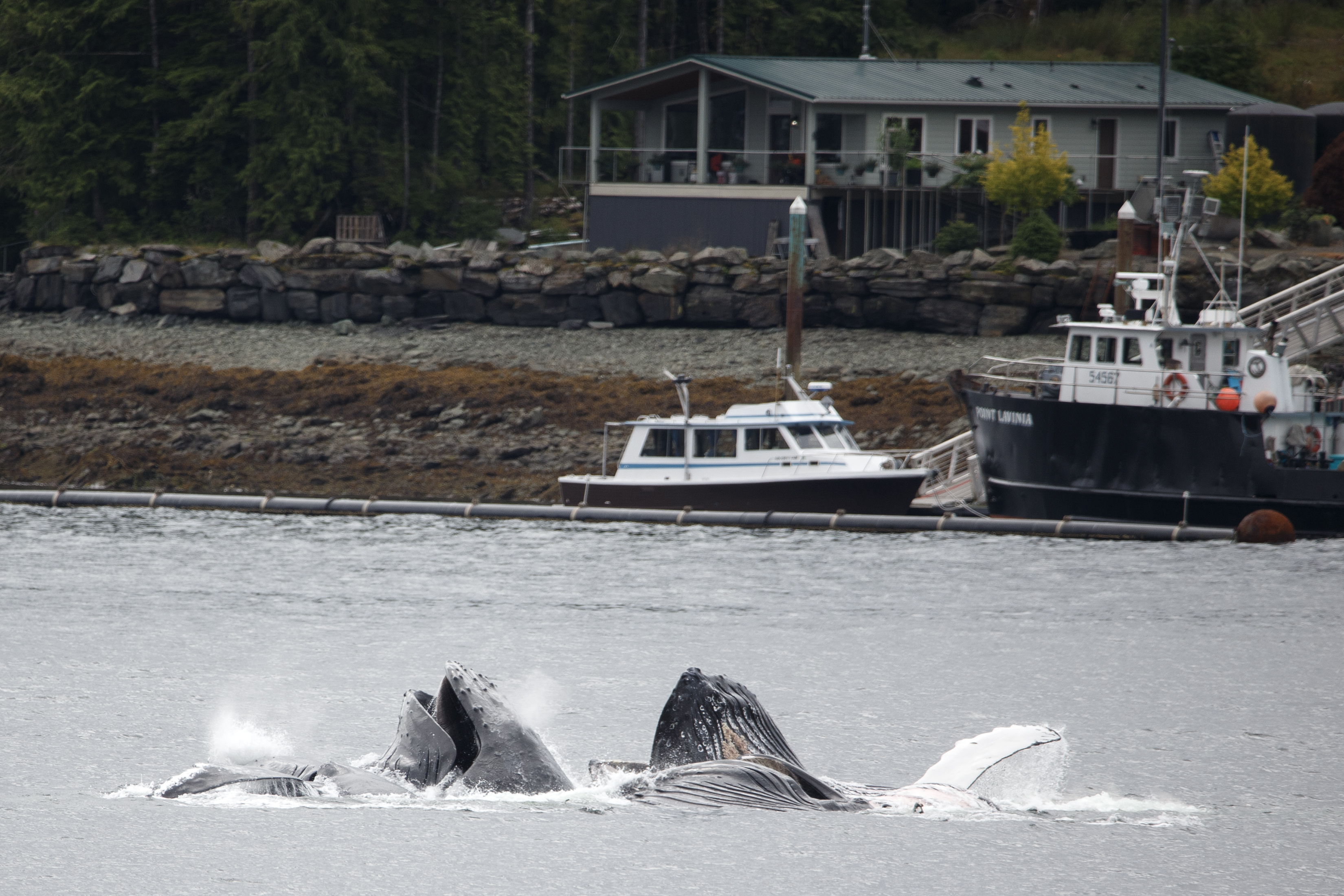 2024 07 26 Whales Bubble Feeding