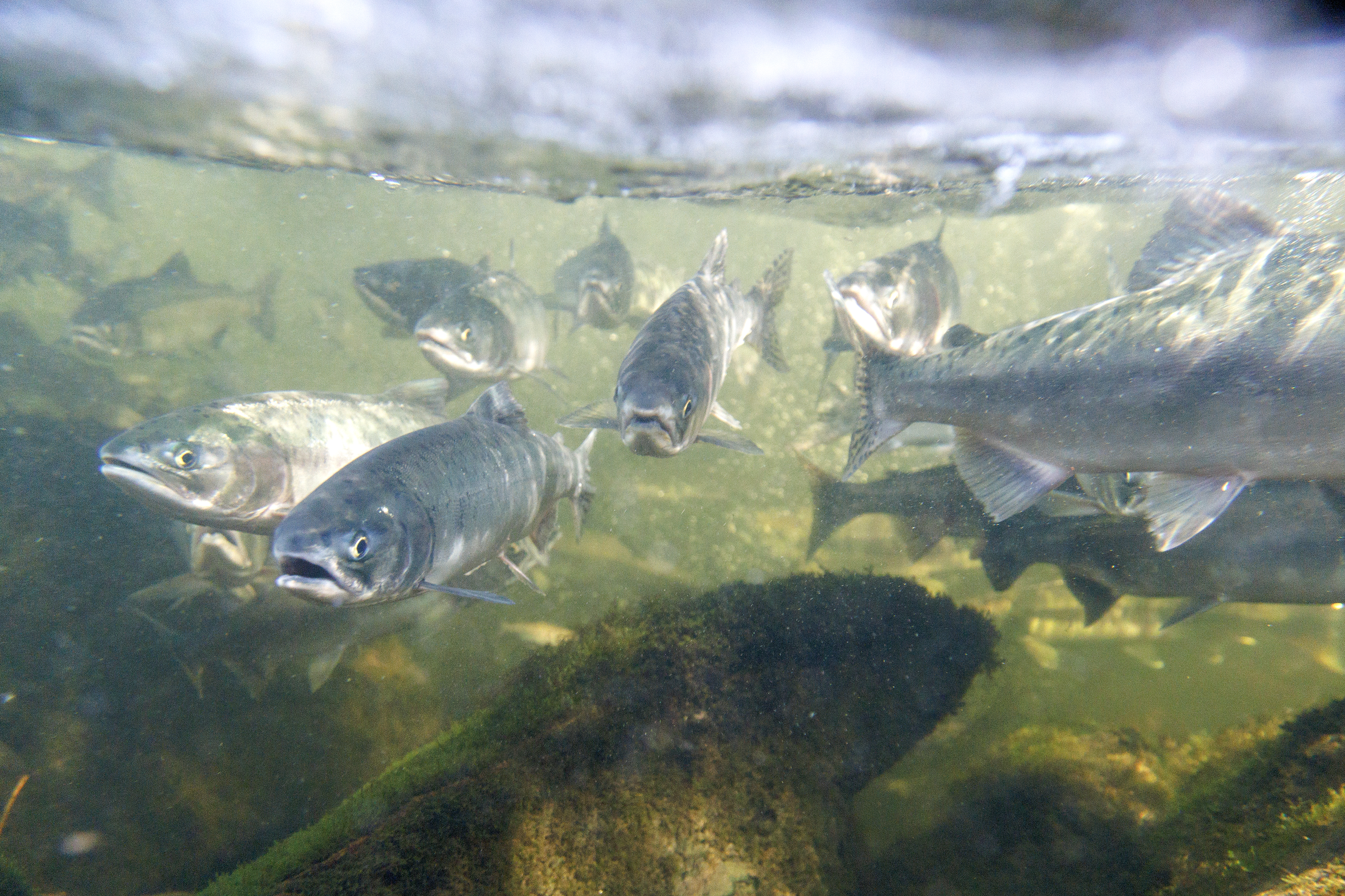 2024 08 08 Salmon Run 1