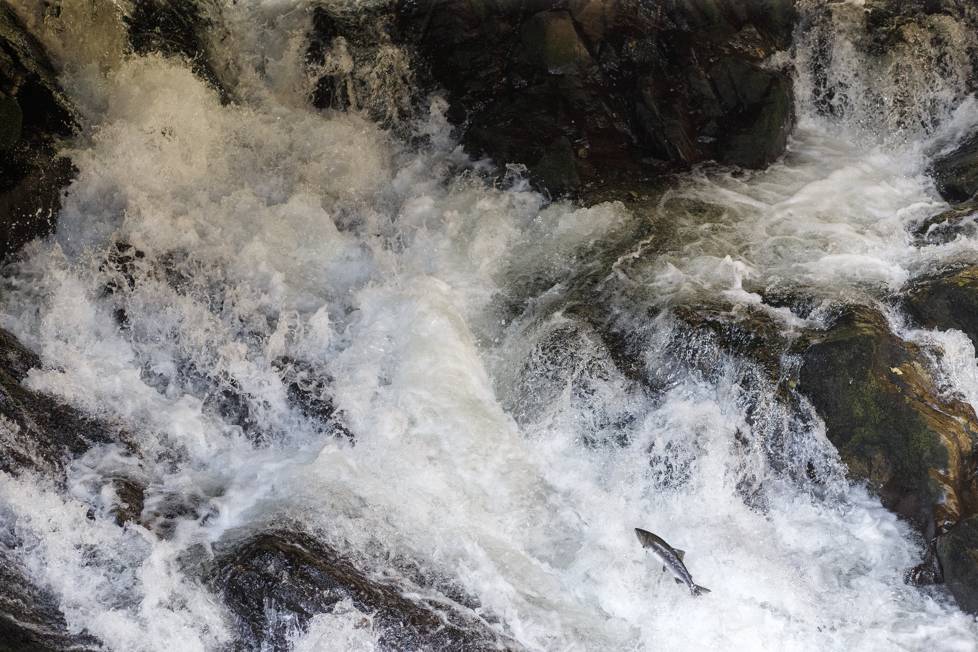 2024 08 08 Salmon Run 3