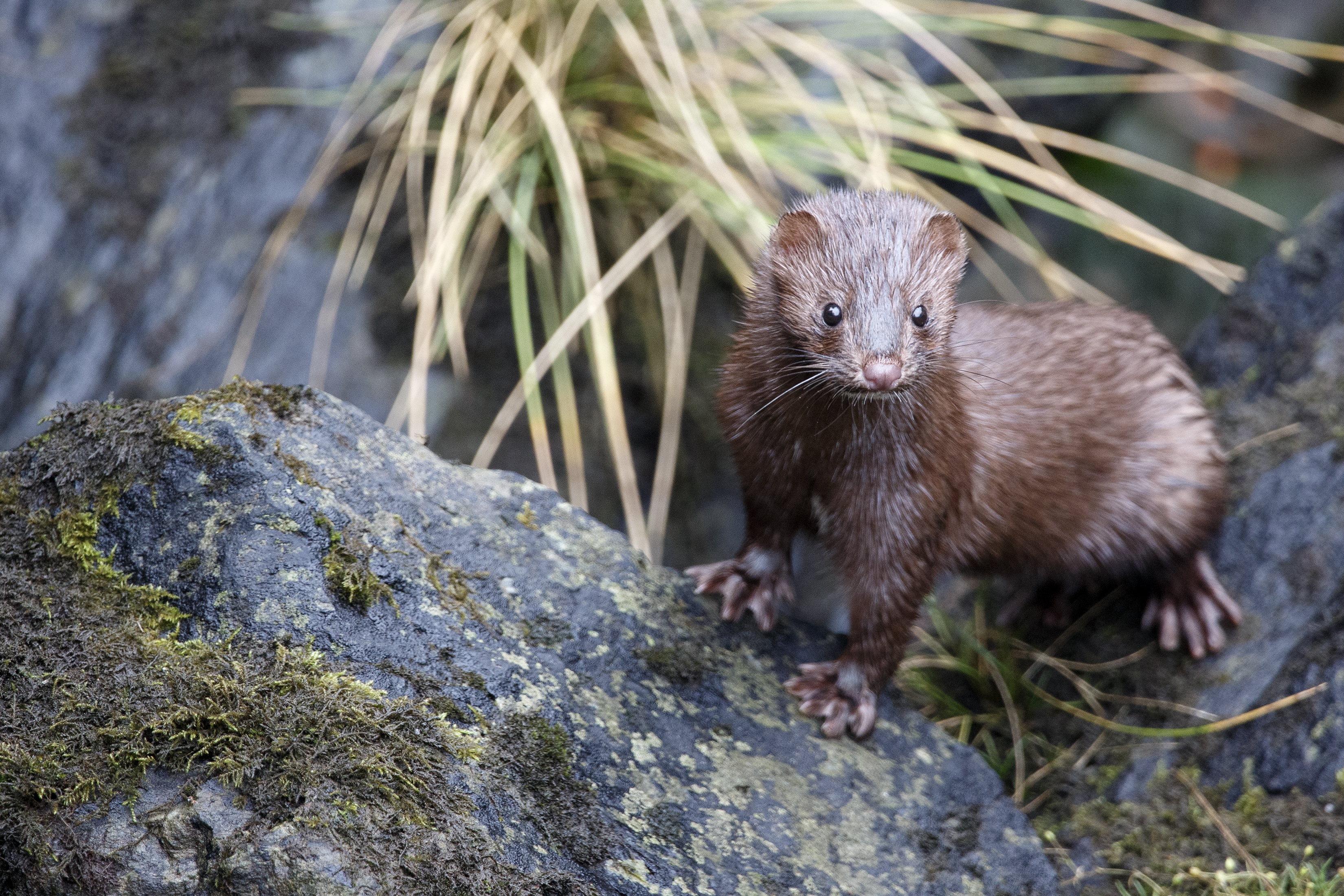 2024 09 18 Mink 1