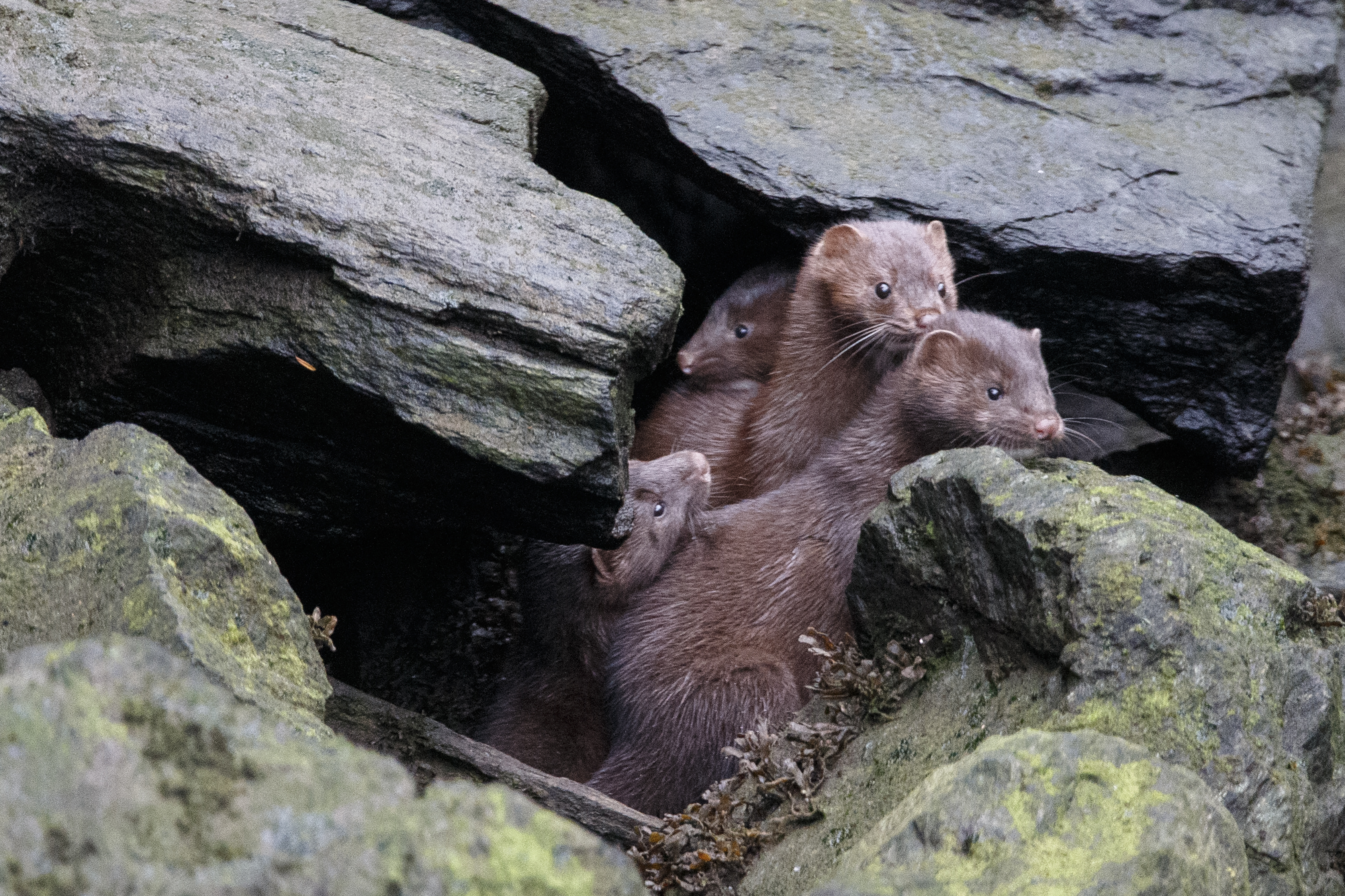 2024 09 18 Mink 2