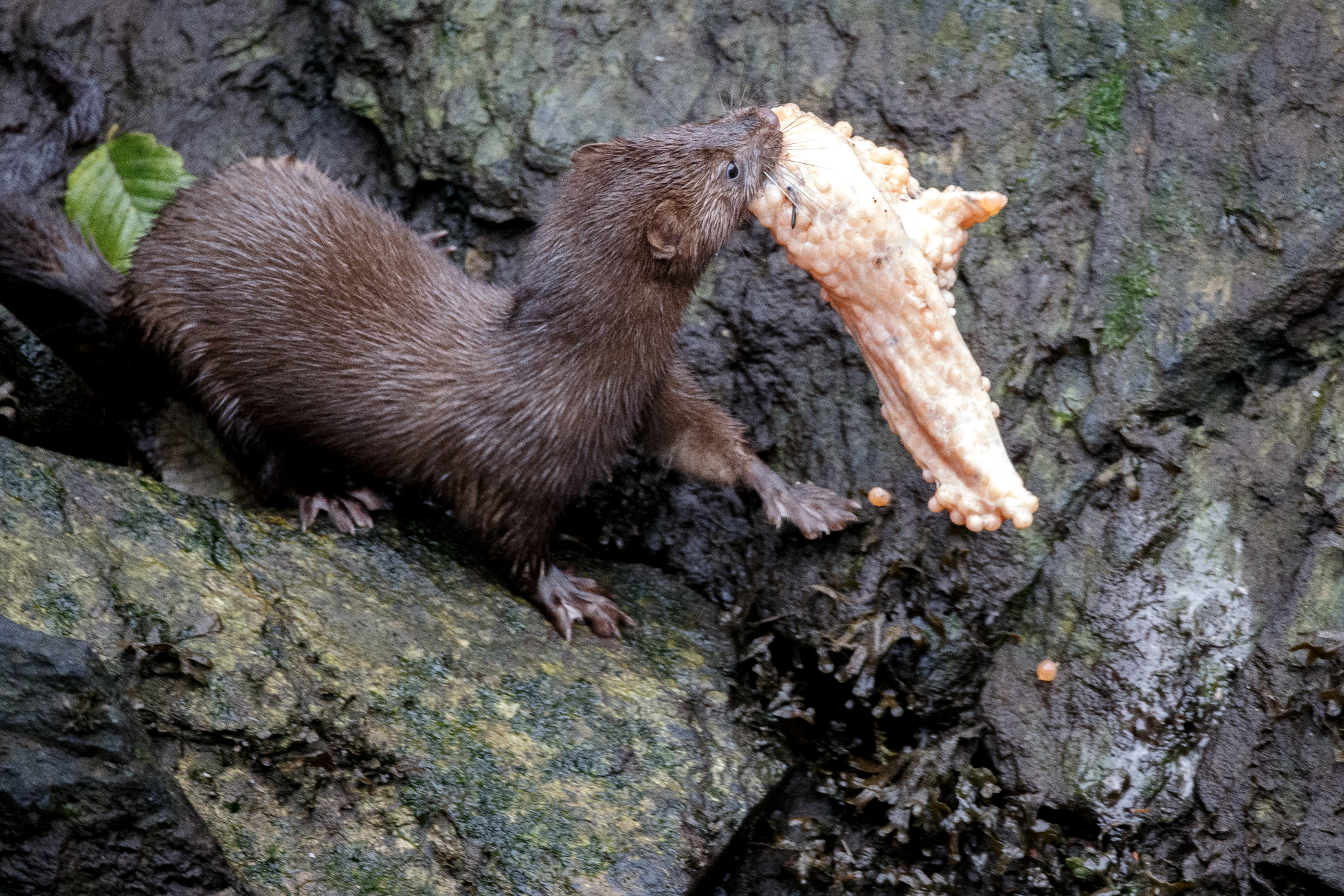 2024 09 18 Mink 3