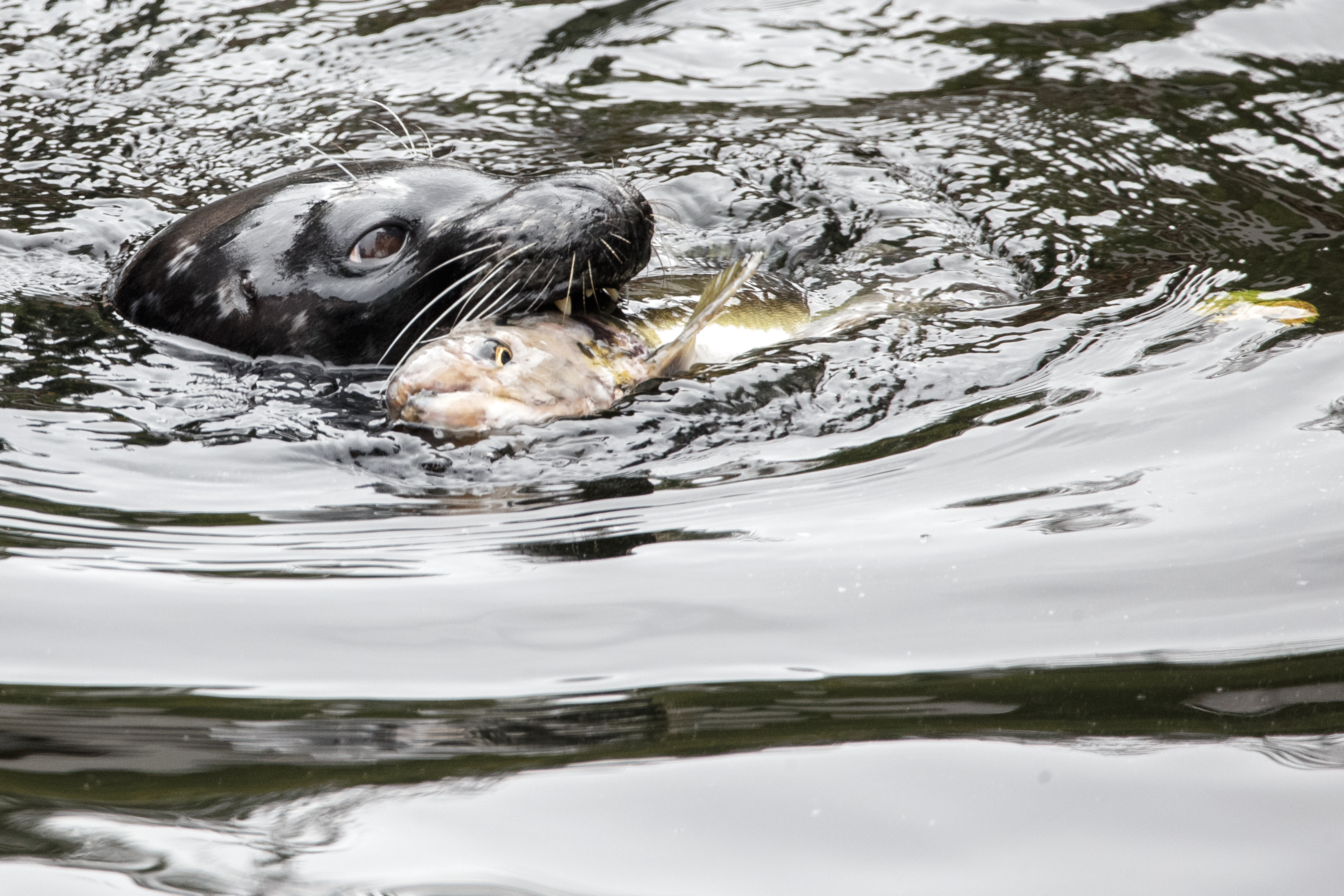 2024 09 18 Seal and Fish