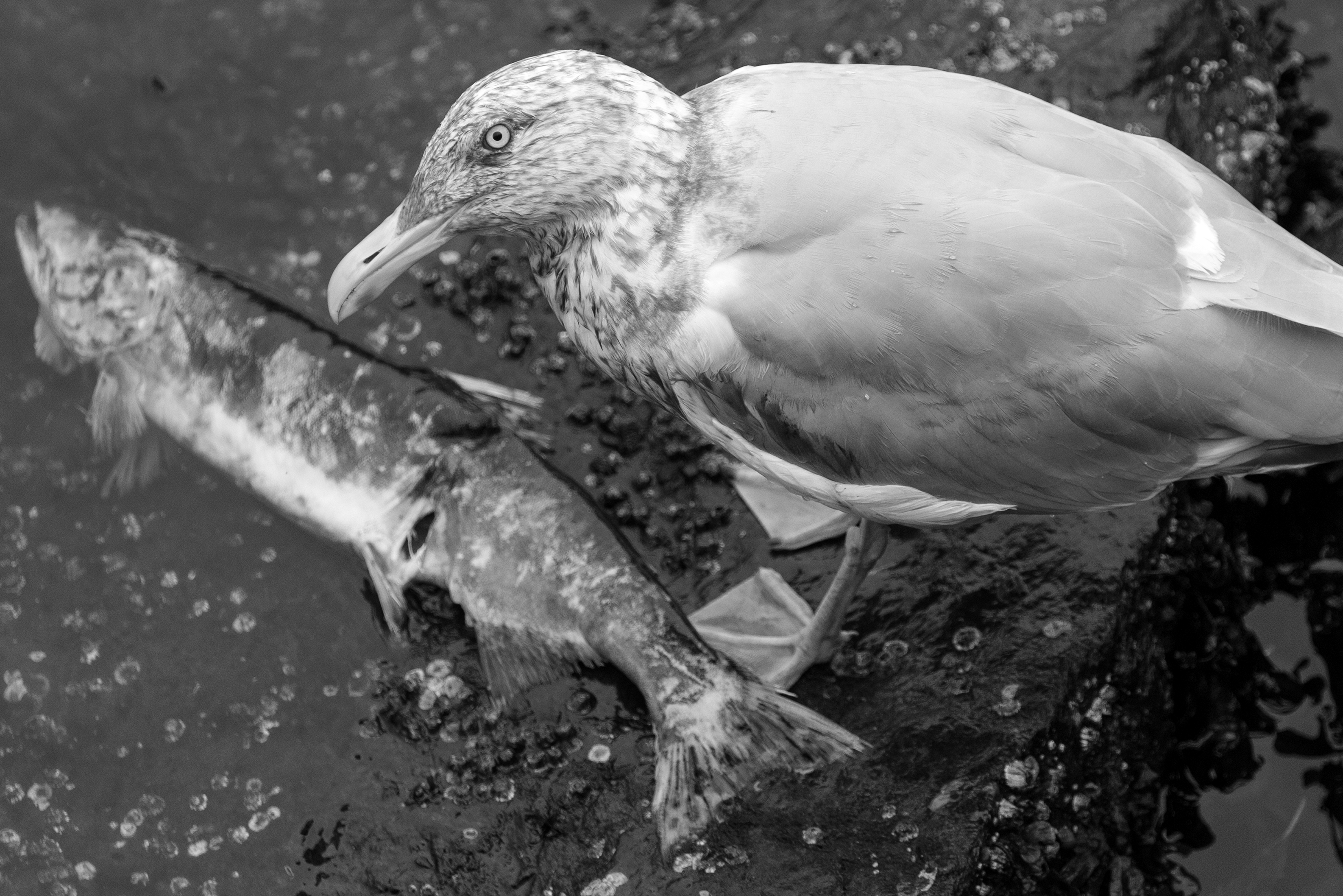 2024 09 26 Seagull Dead Salmon