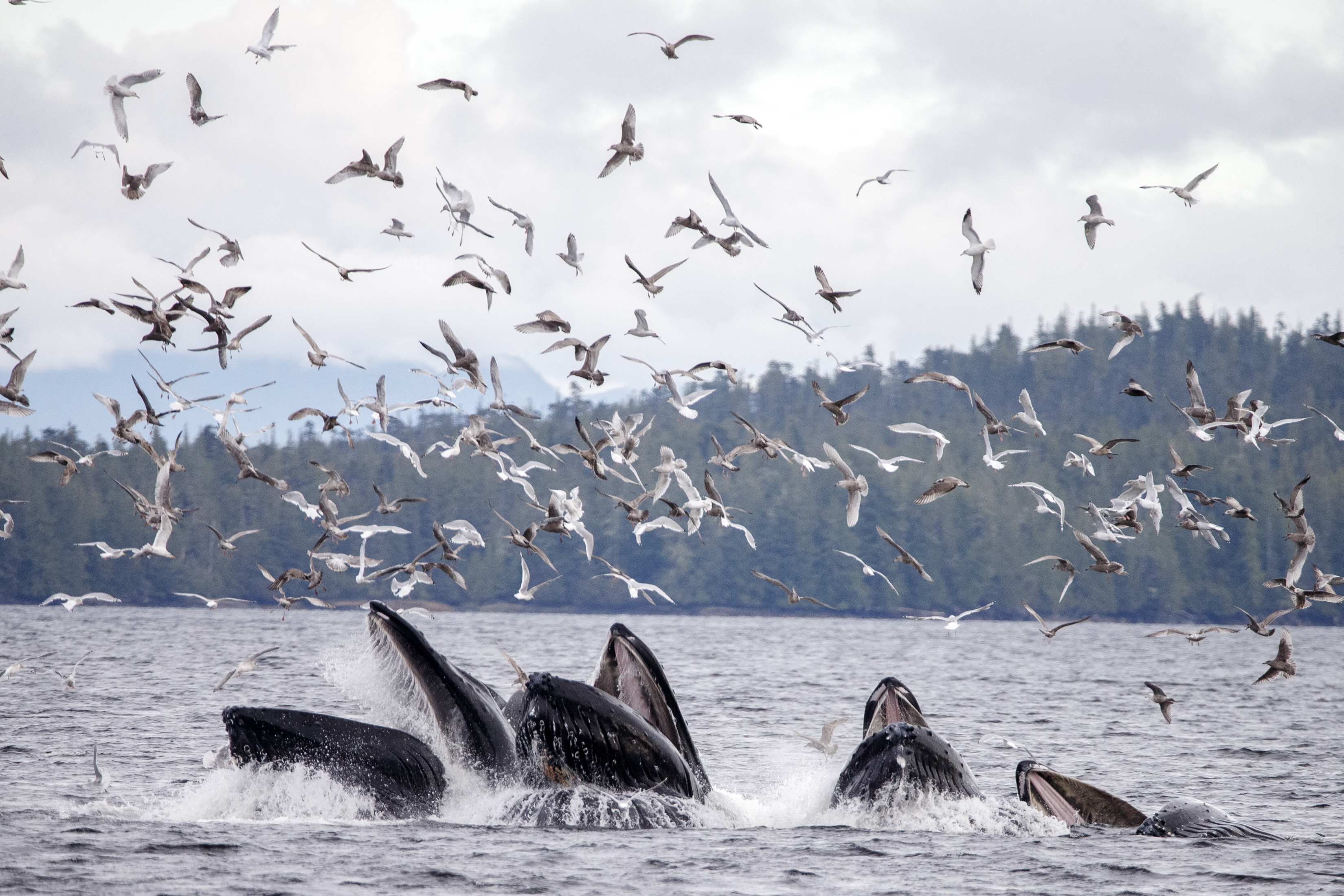 2024 10 05 Whales Bubble Feeding 1